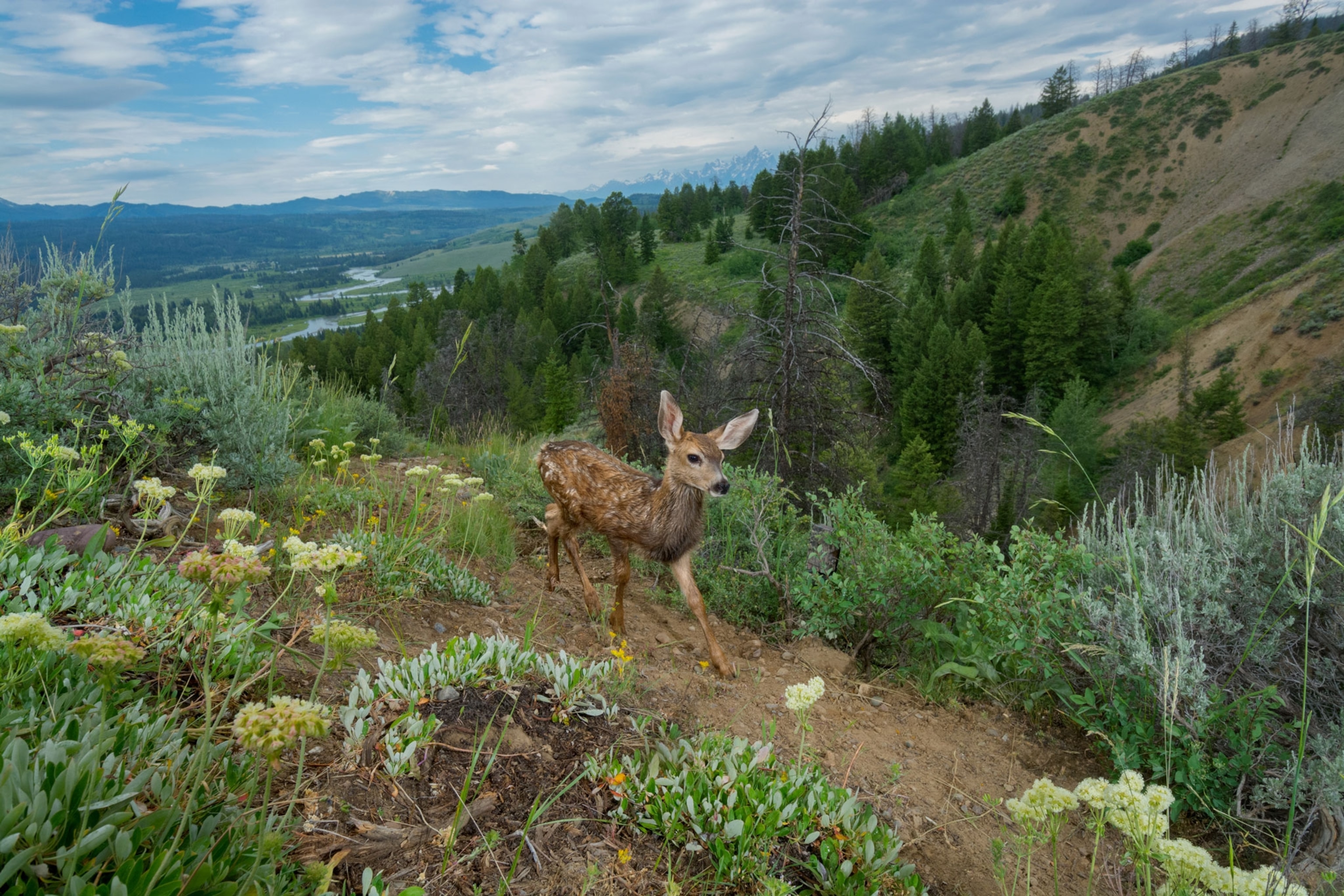 a mule deer near Grand Teton National Park