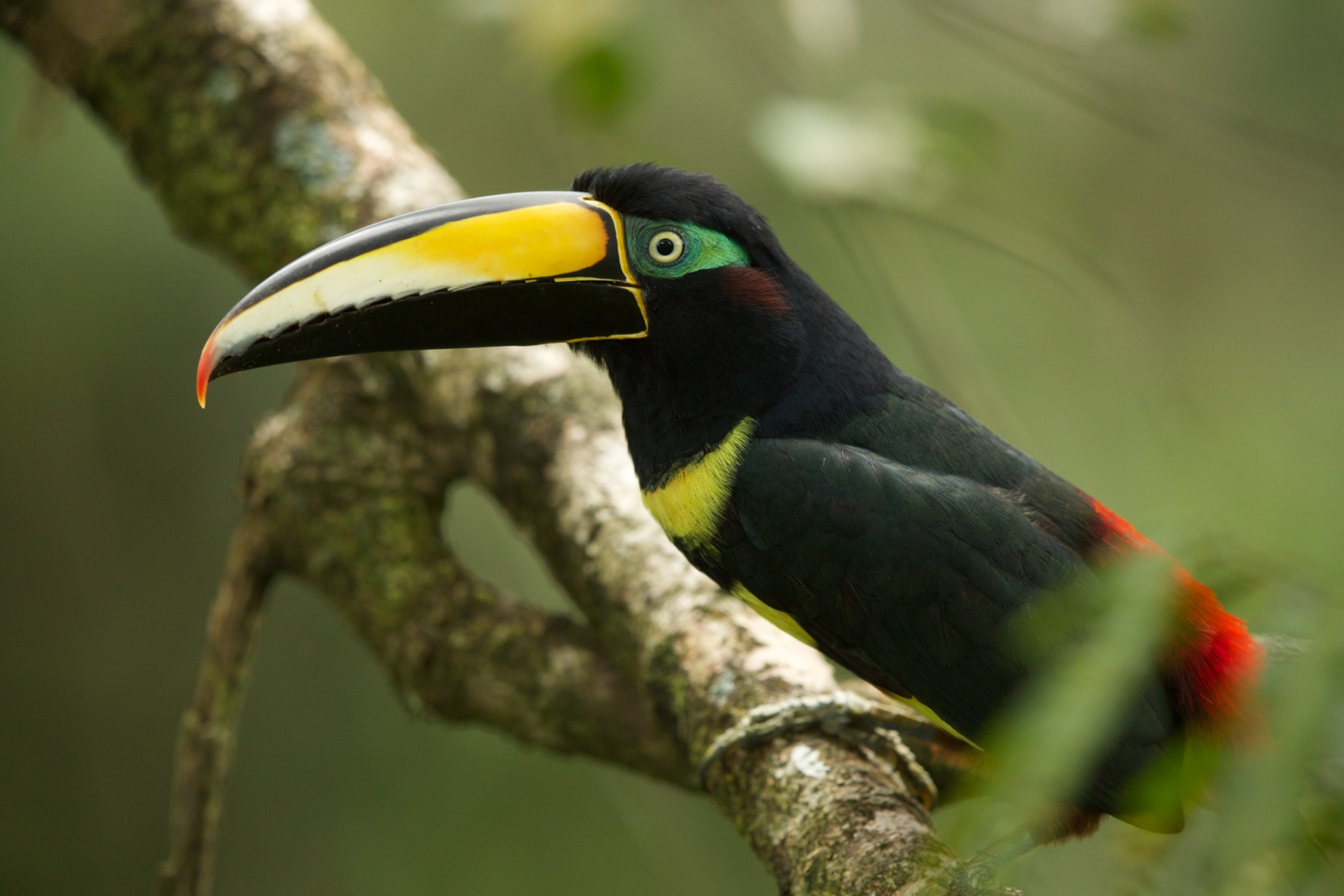 A many banded aracari stands on a branch. It is mostly black, but has patches of vibrant color, including green around its eye, red on its back, and a long yellow and black beak.