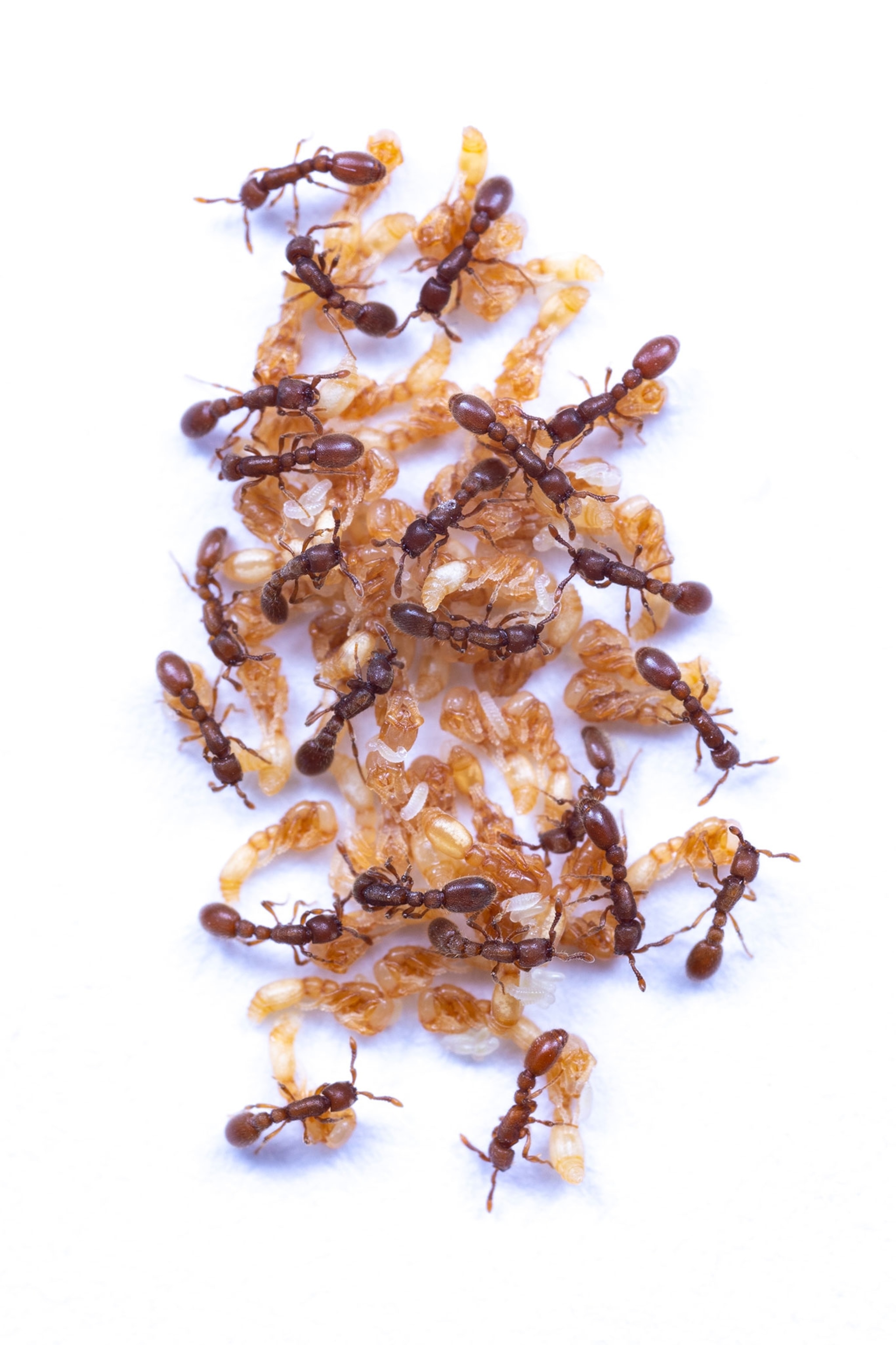 Brown ants crawling on pupa, on a white background.