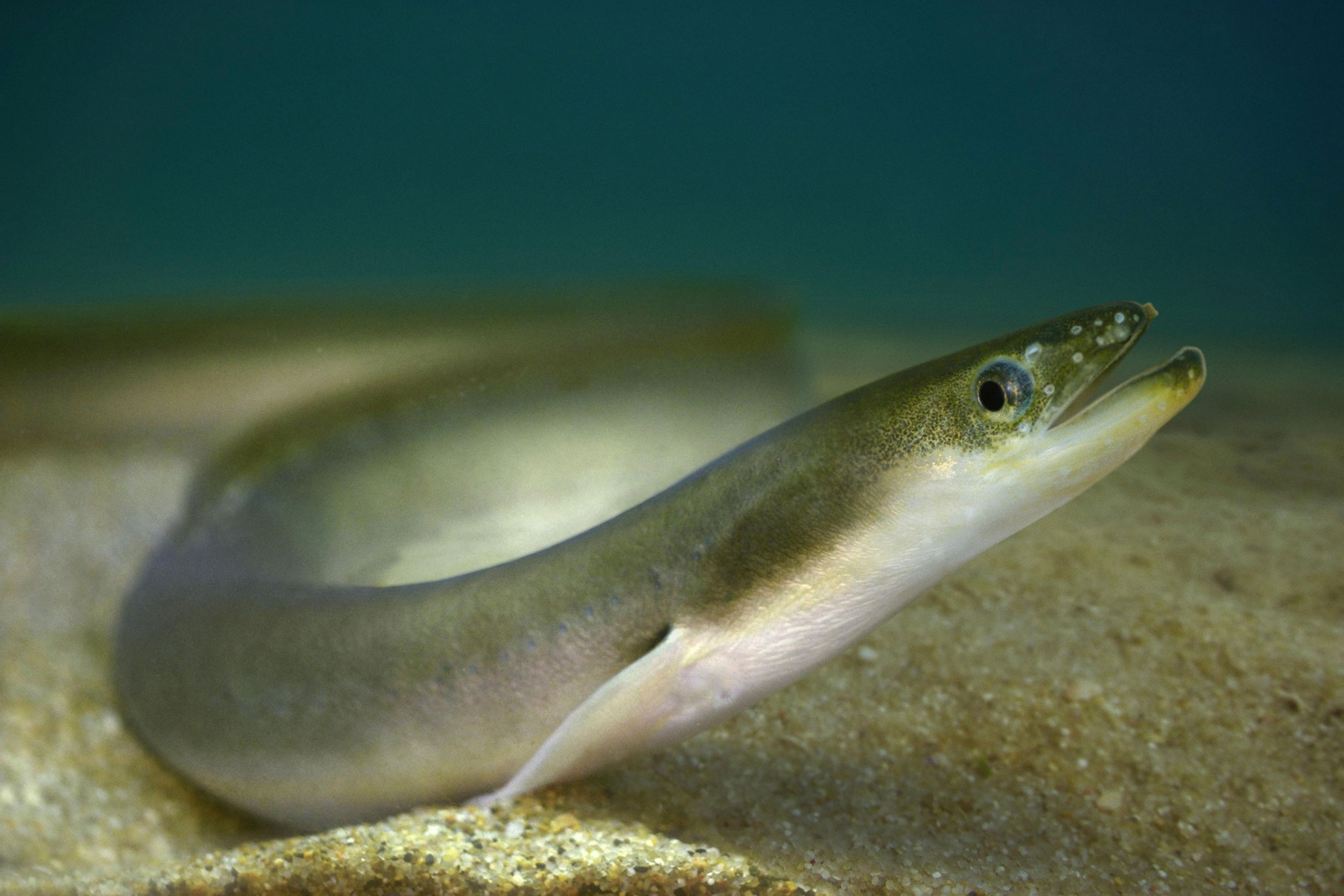 a Japanese eel