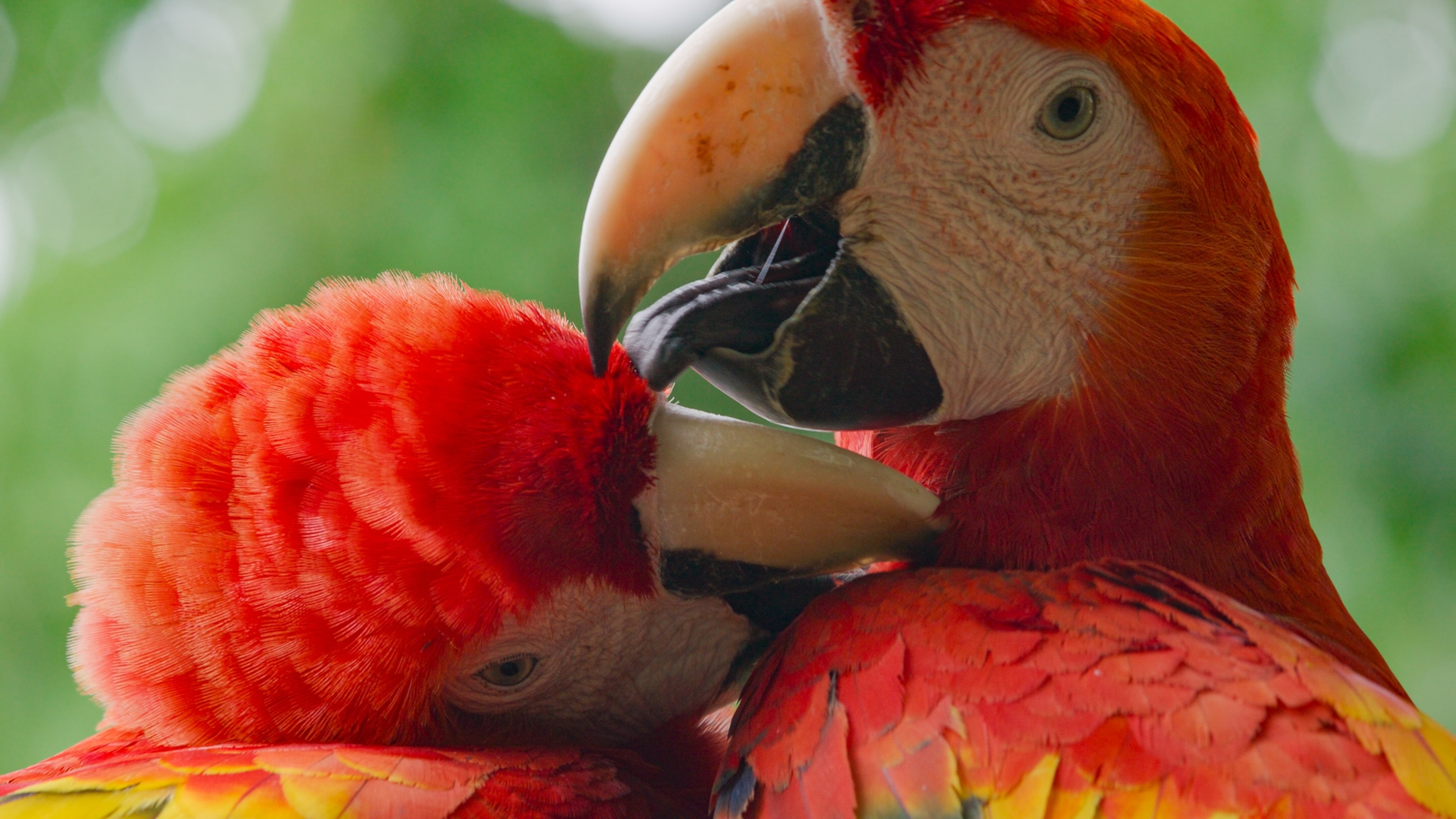 Two Macaws use there beaks to clean each other feathers.