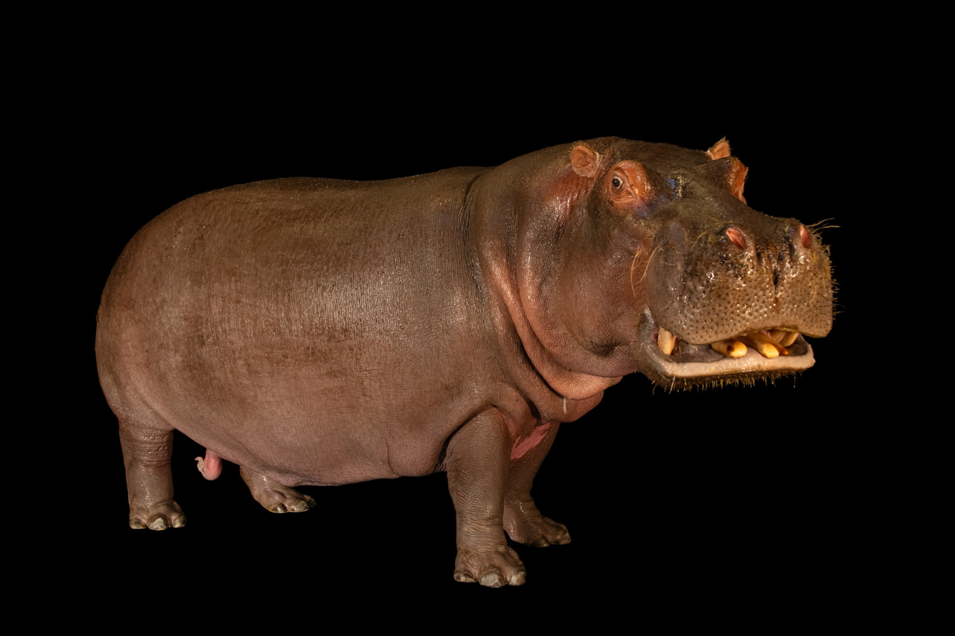 A hippo stands and is photographed on a black background.