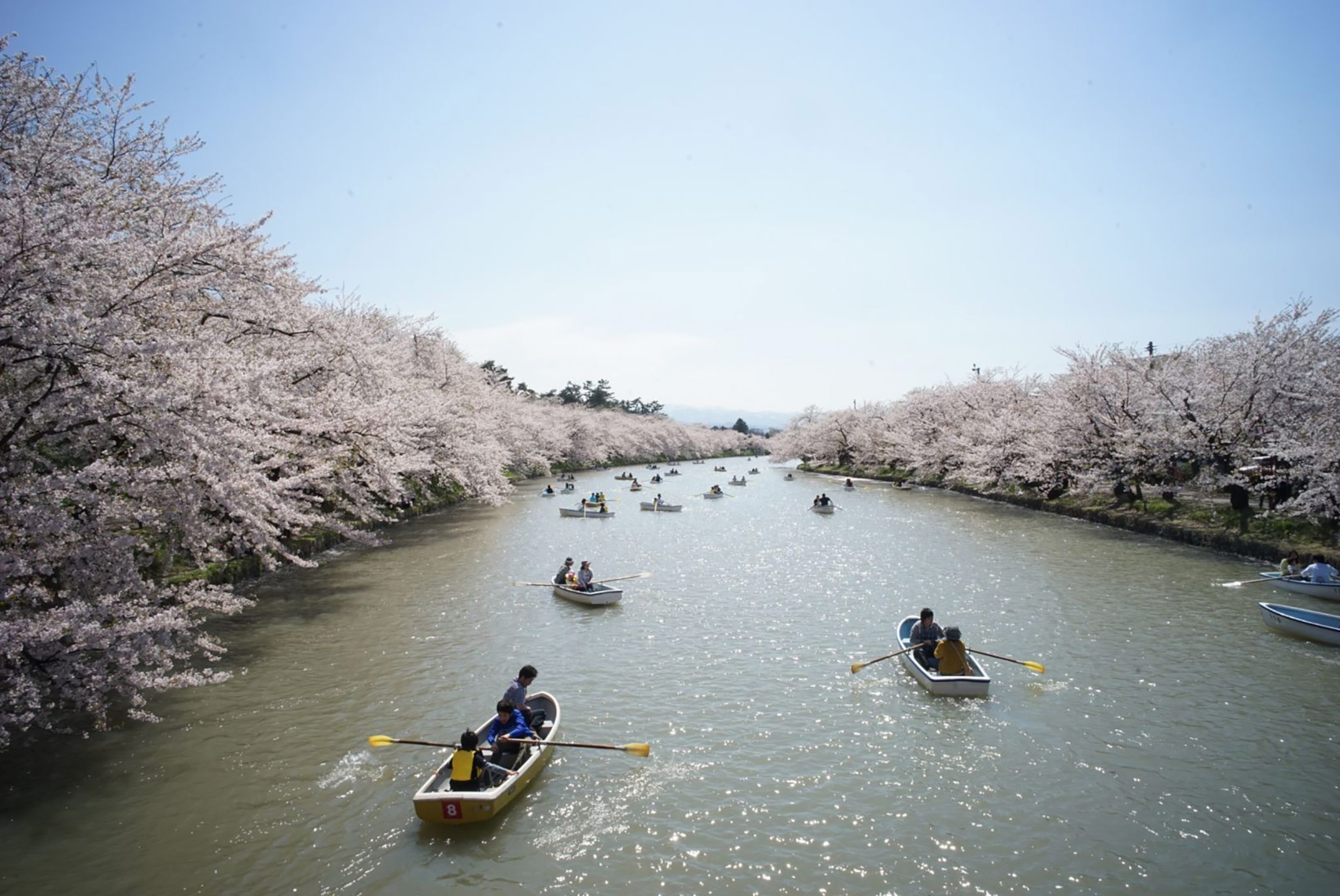 cherry blossoms