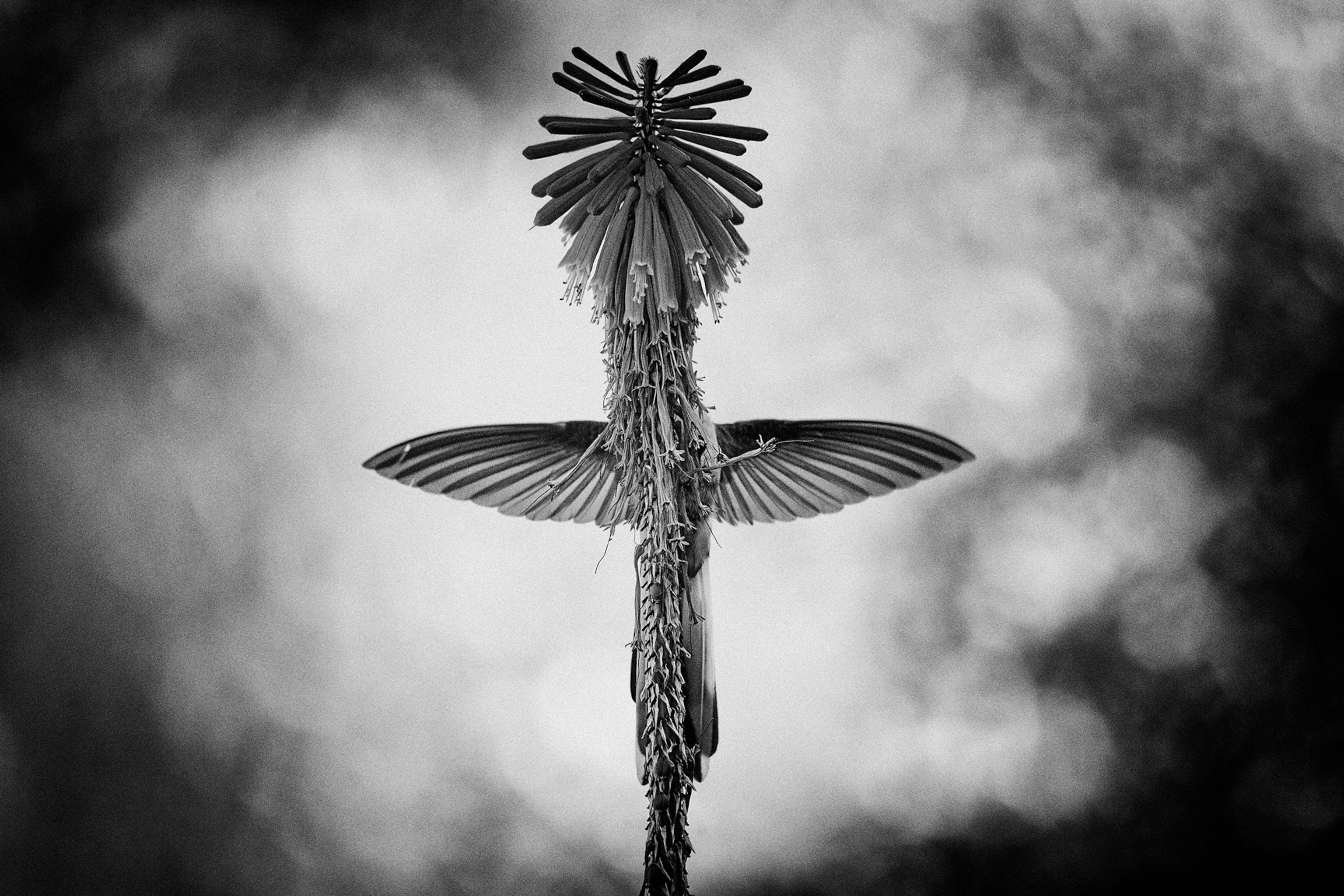 a hummingbird