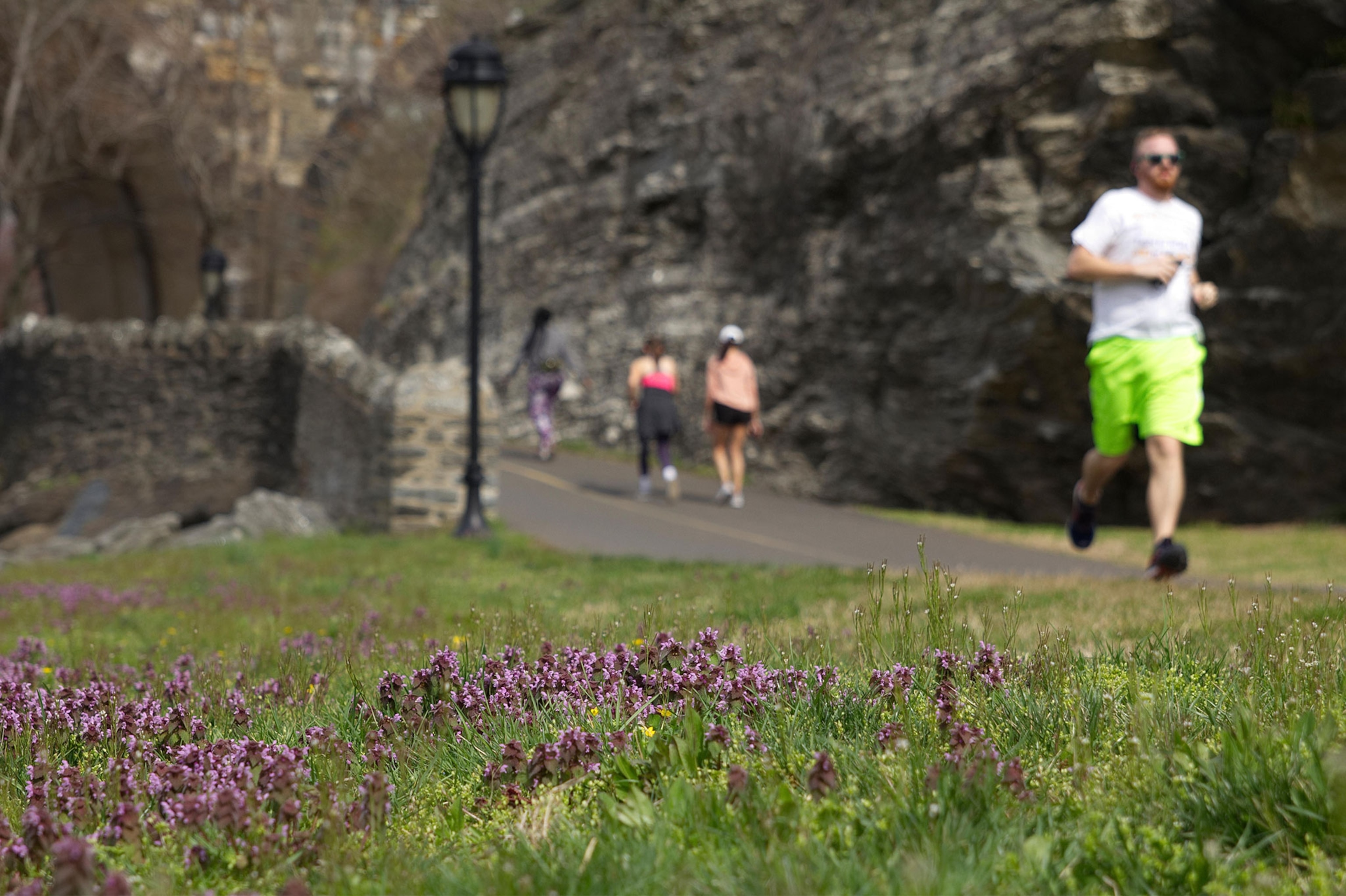 eople jog and stroll past a lawn of purple dead nettle wildflowers on an early spring morning along the banks