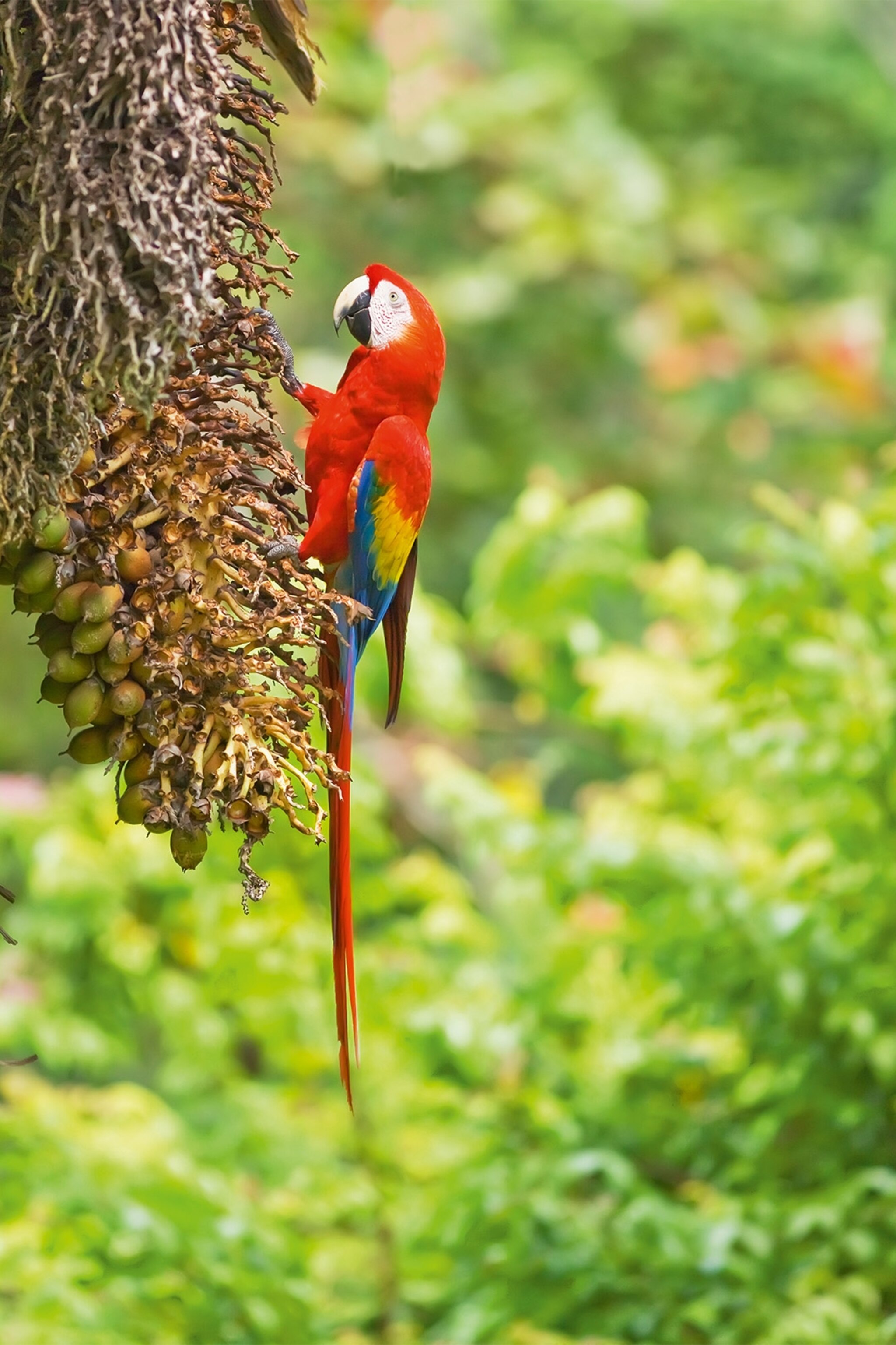 Scarlet macaw perching on a tree.