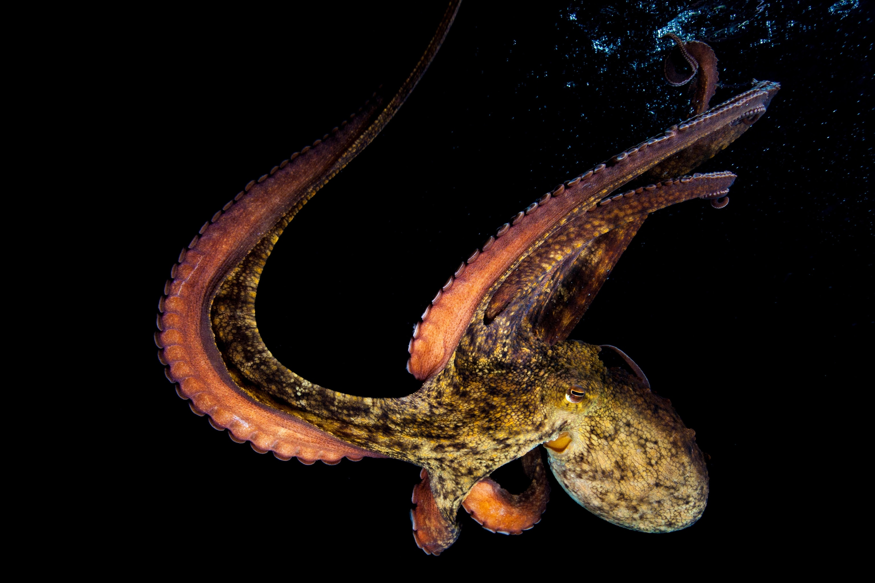 a gloomy octopus is swimming in water
