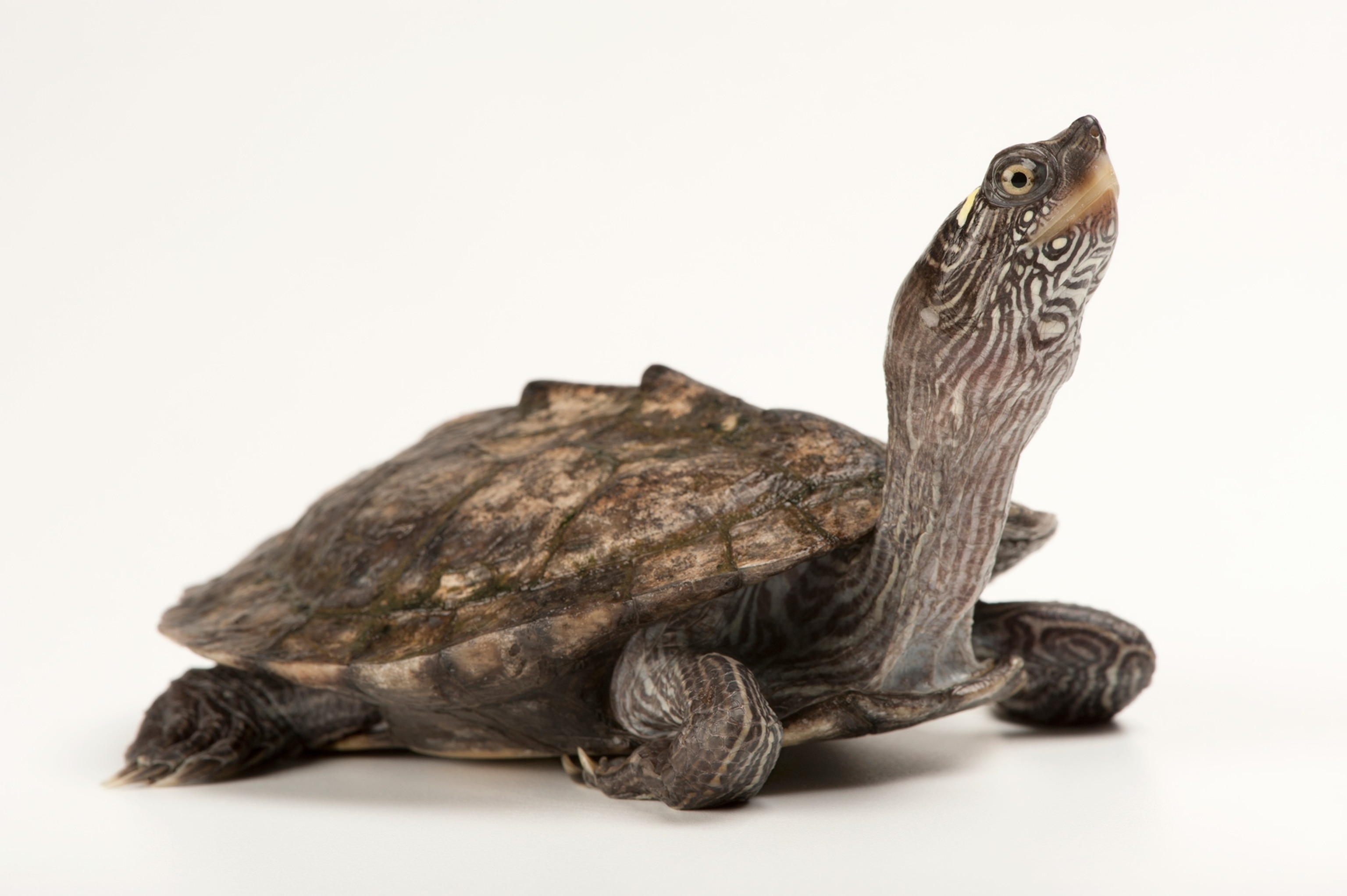 false map turtle