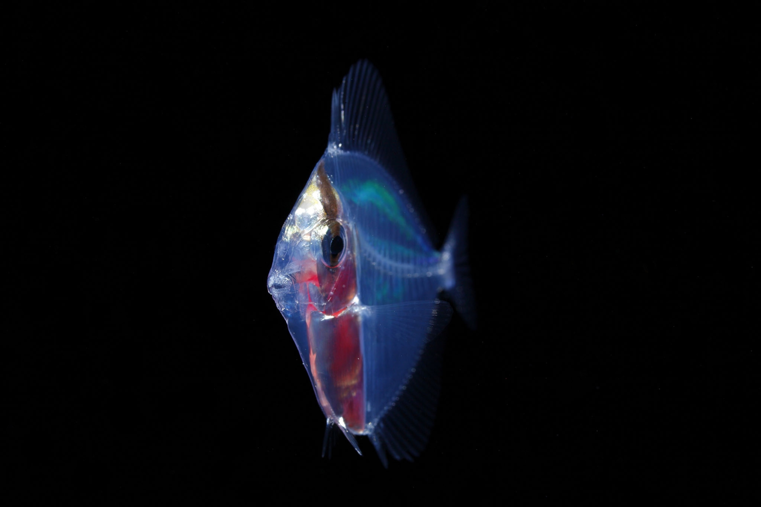 fish larva