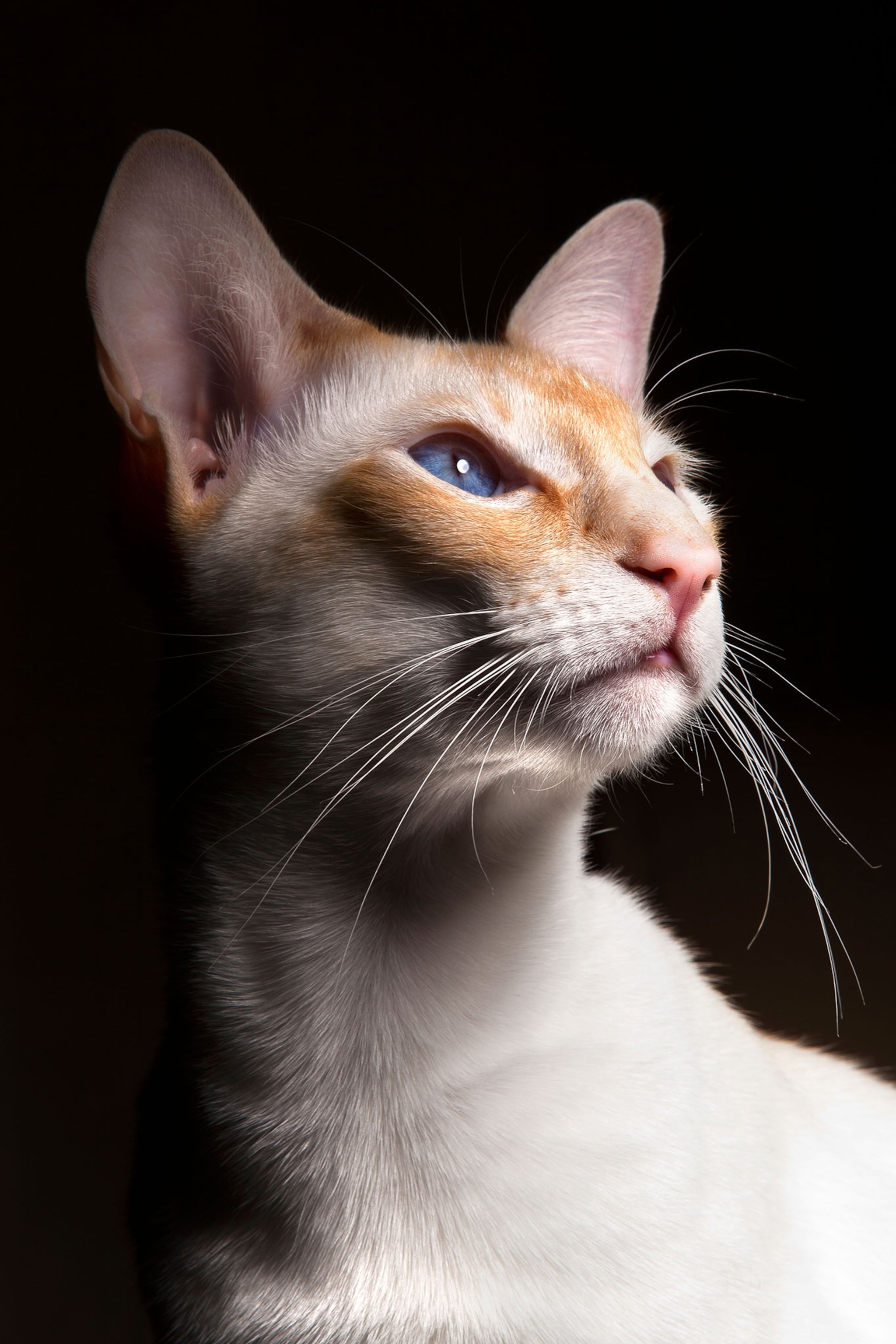 A Siamese cat with orange and white fur on it's face, poses for the camera against a black background.