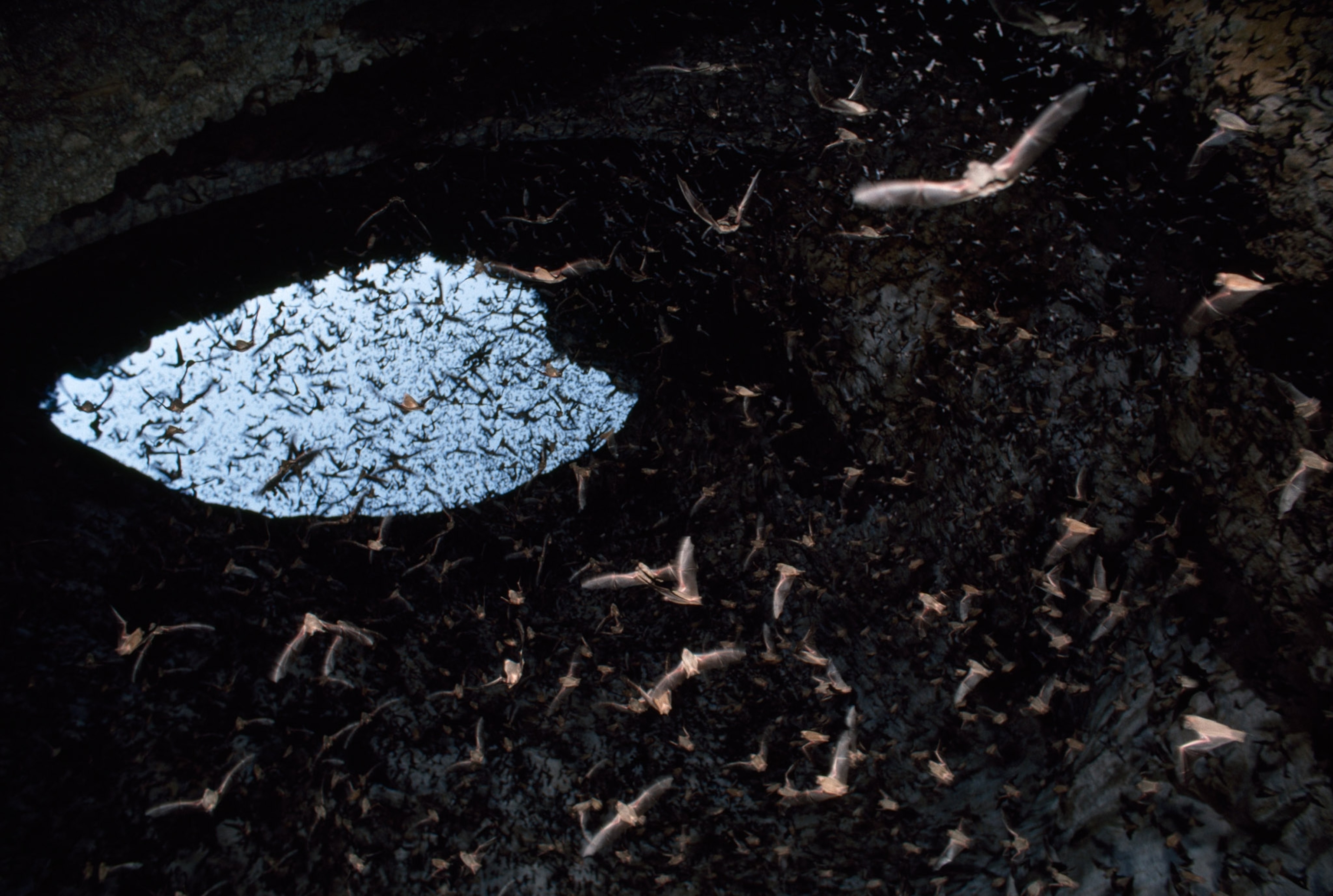 Bats swarm cave.