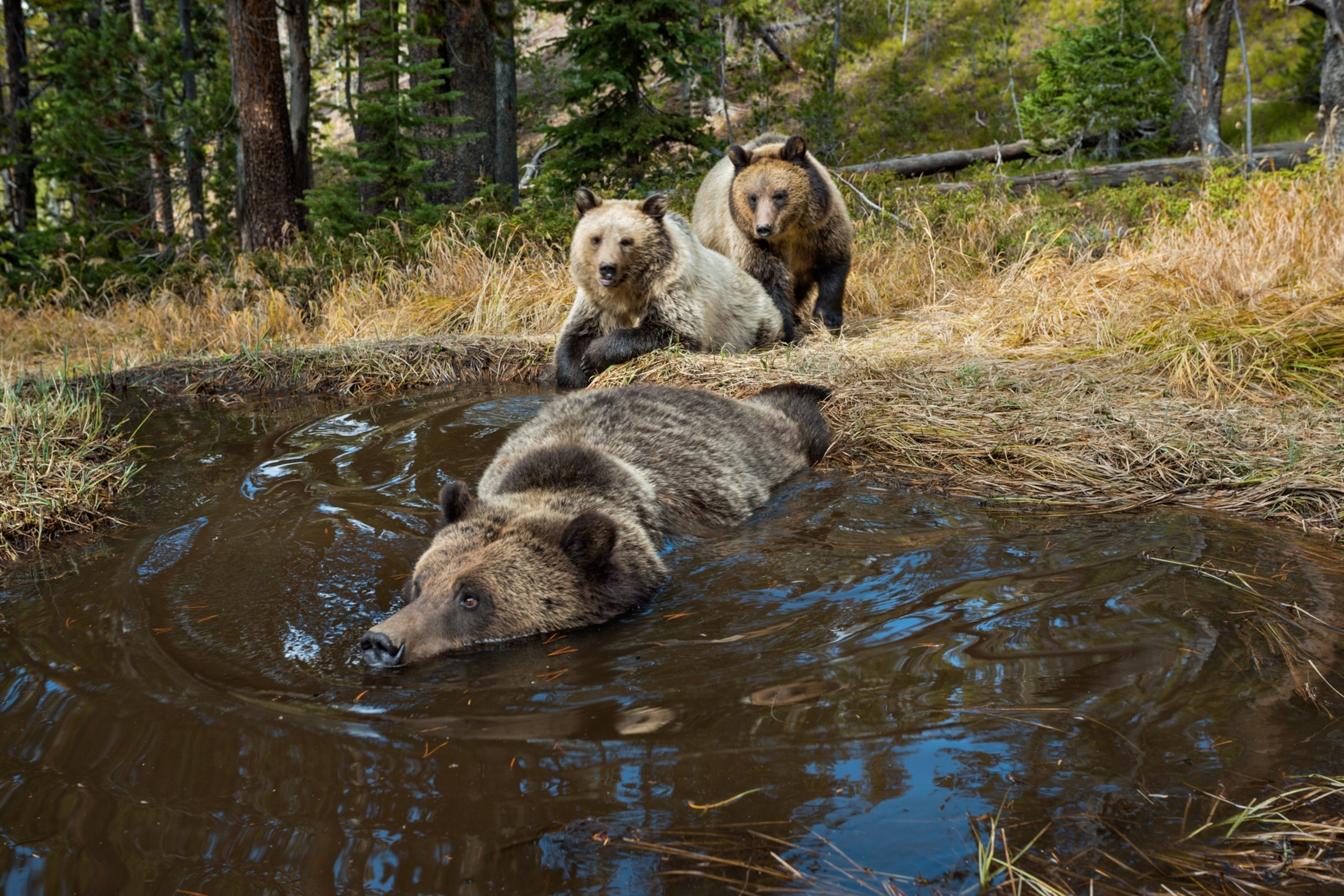 a bear swimming with two bears sitting behind it
