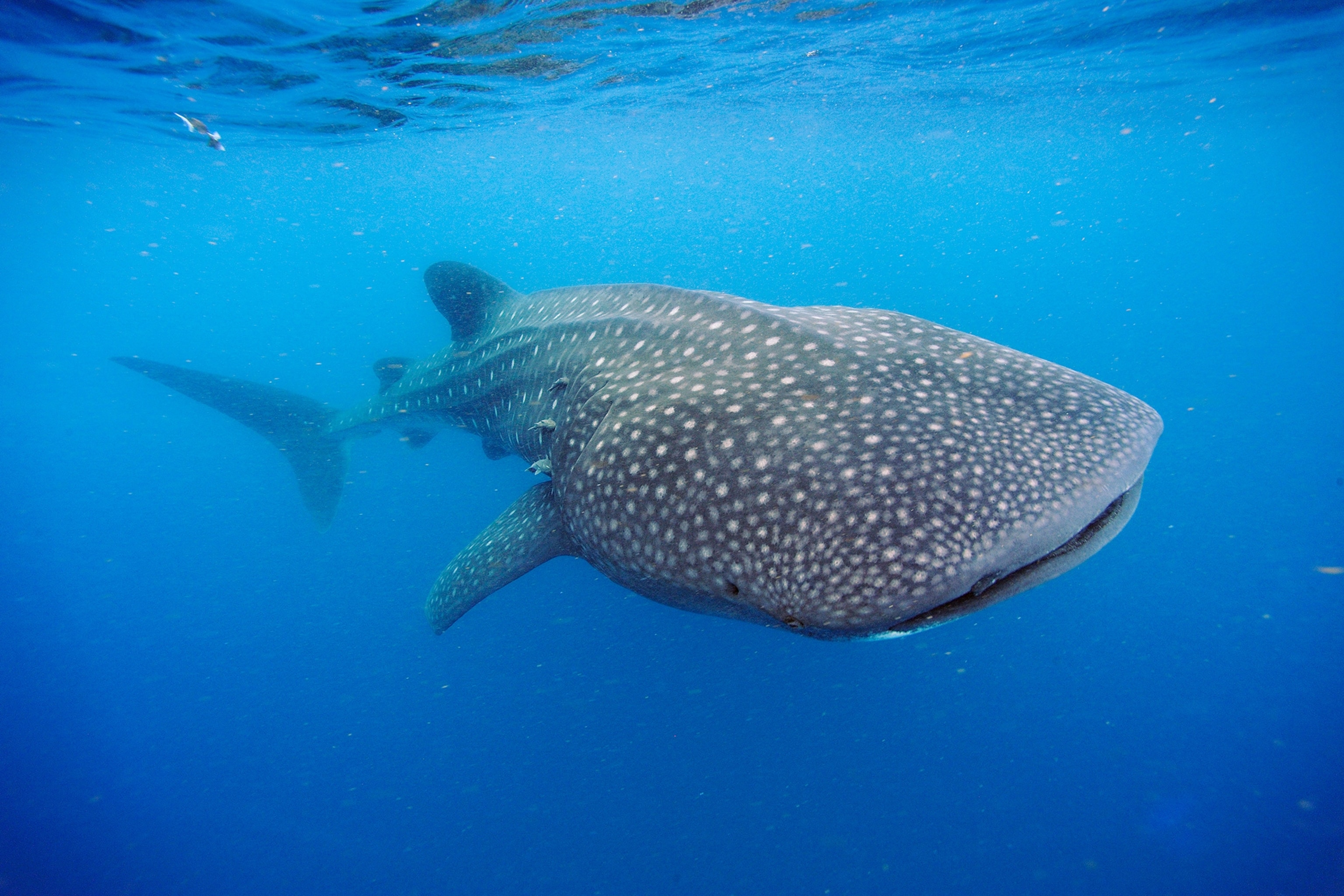 a whale shark
