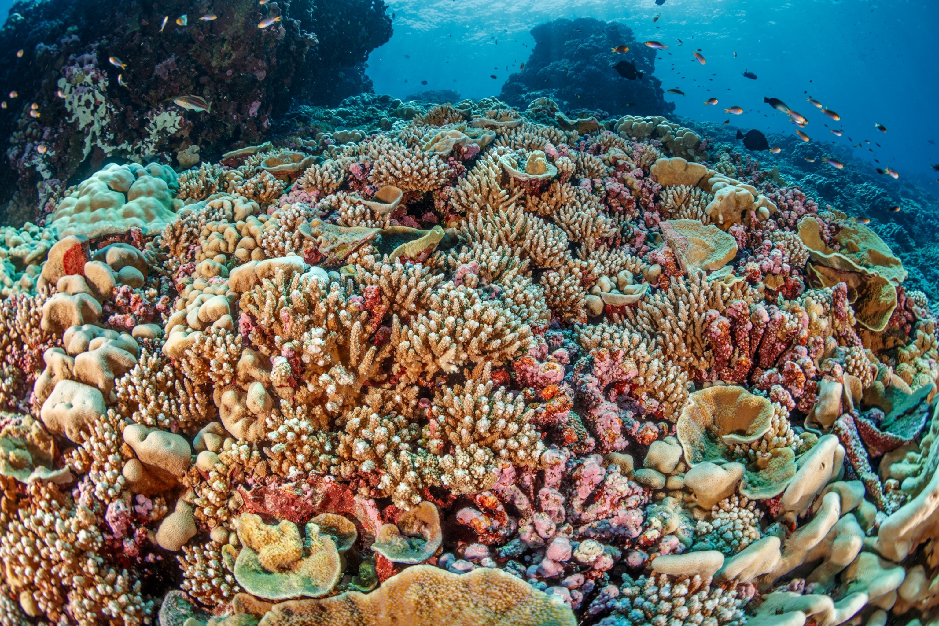 Picture of healthy coral reef