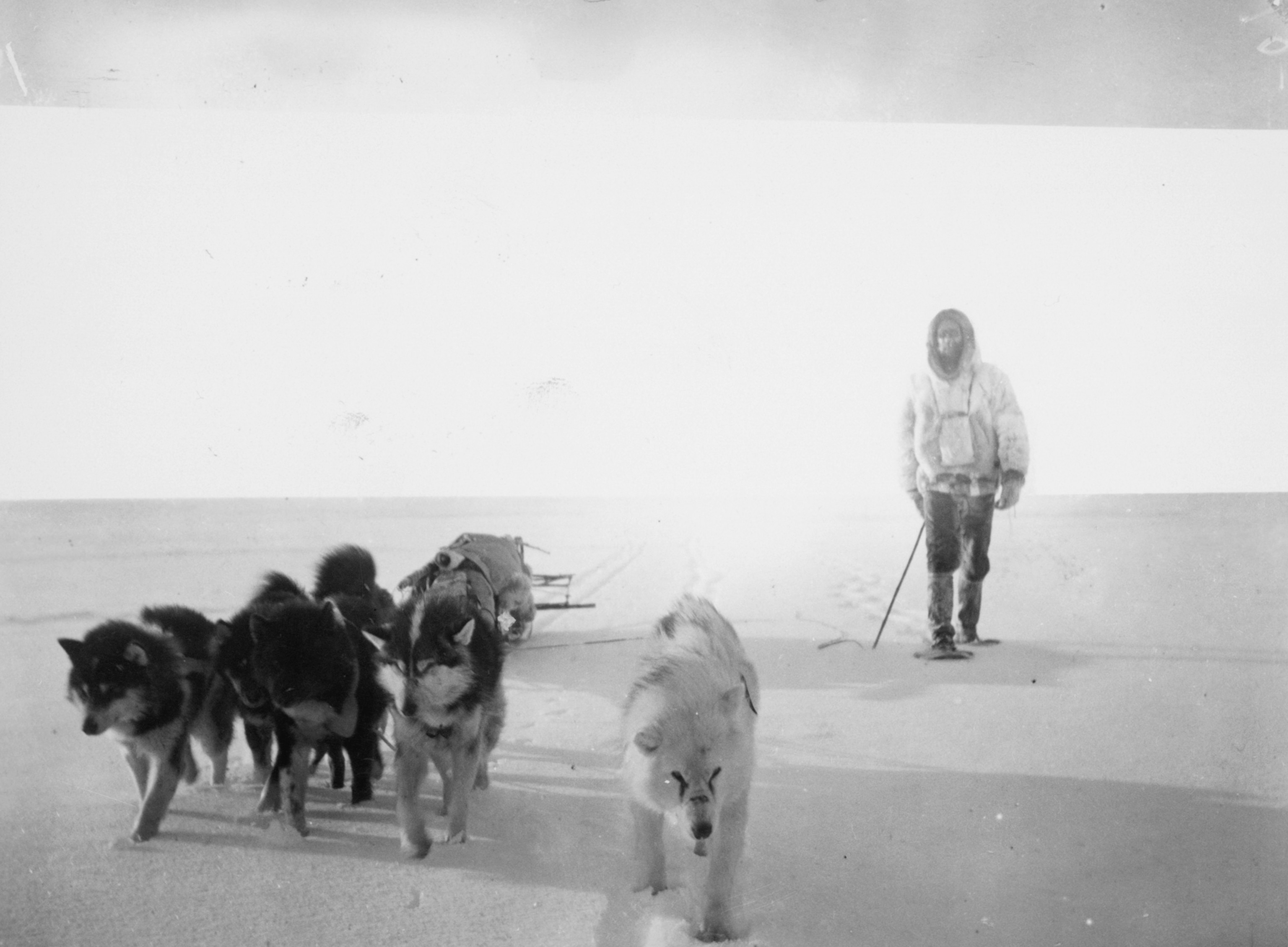a man with sled dogs