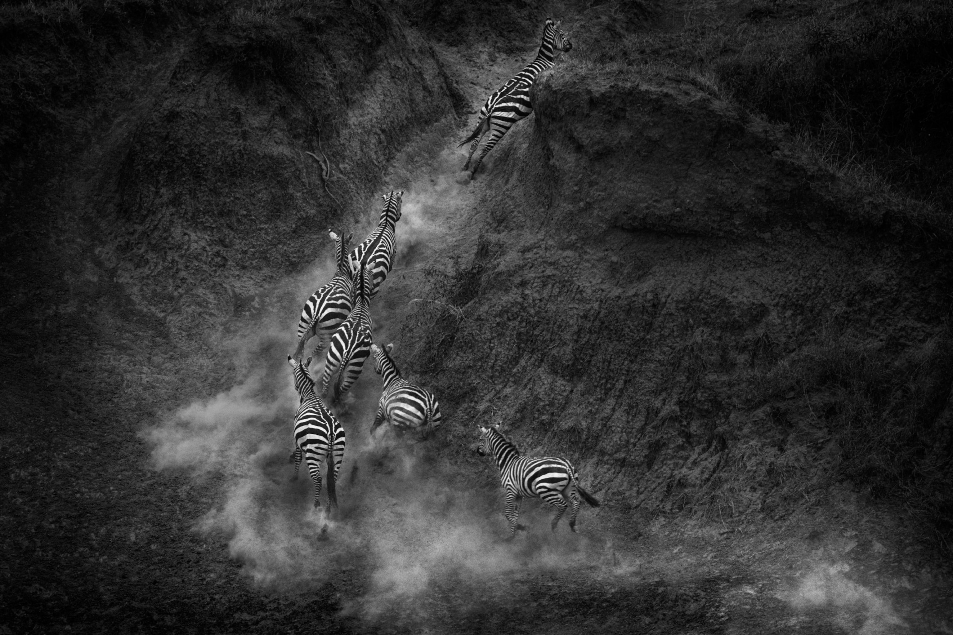 zebras