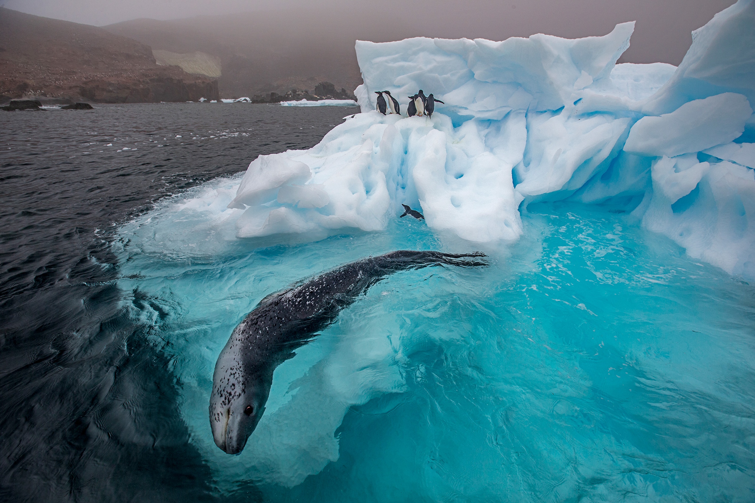 a leopard seal swimming near penguin colonies