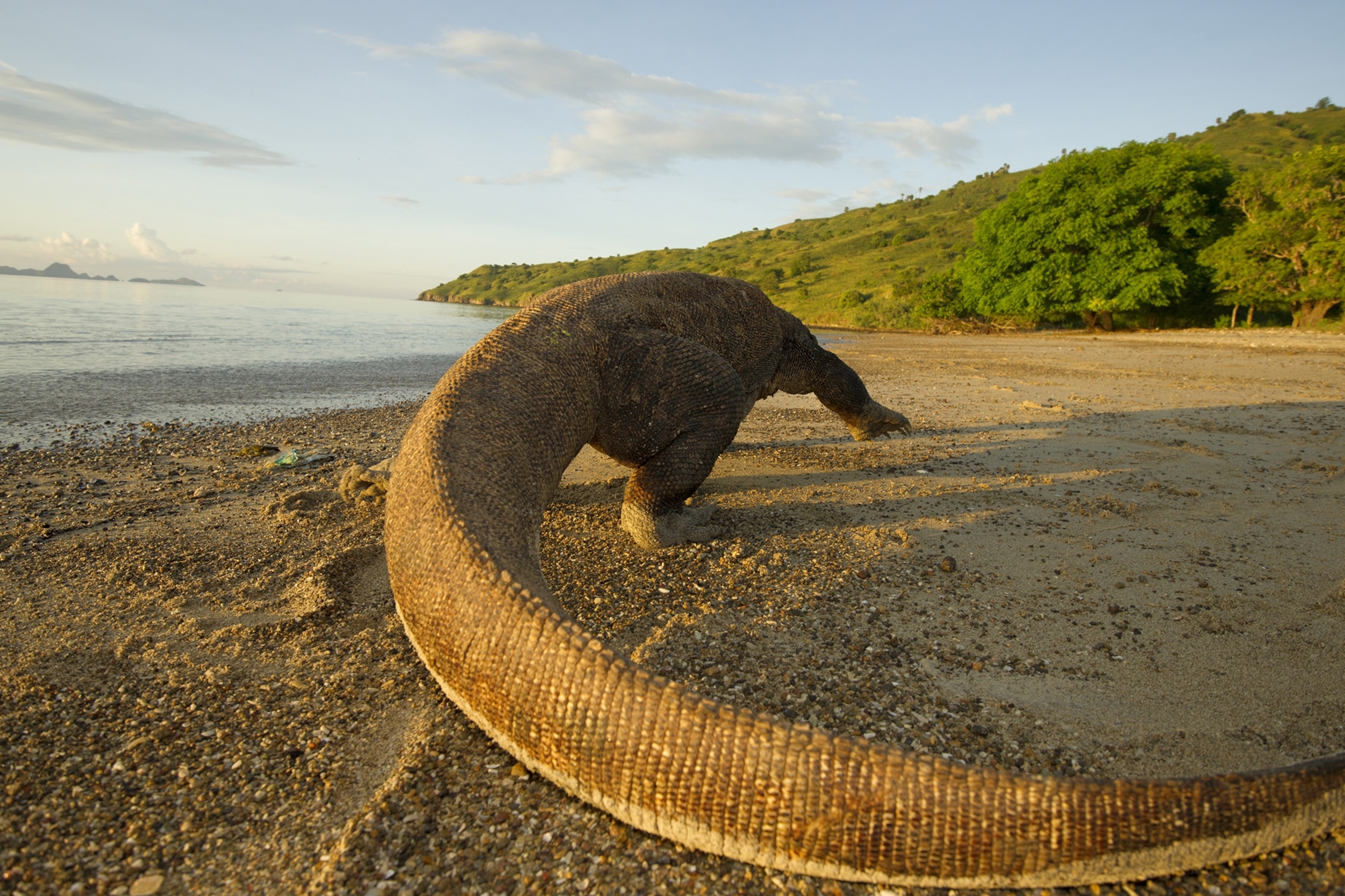 a Komodo dragon