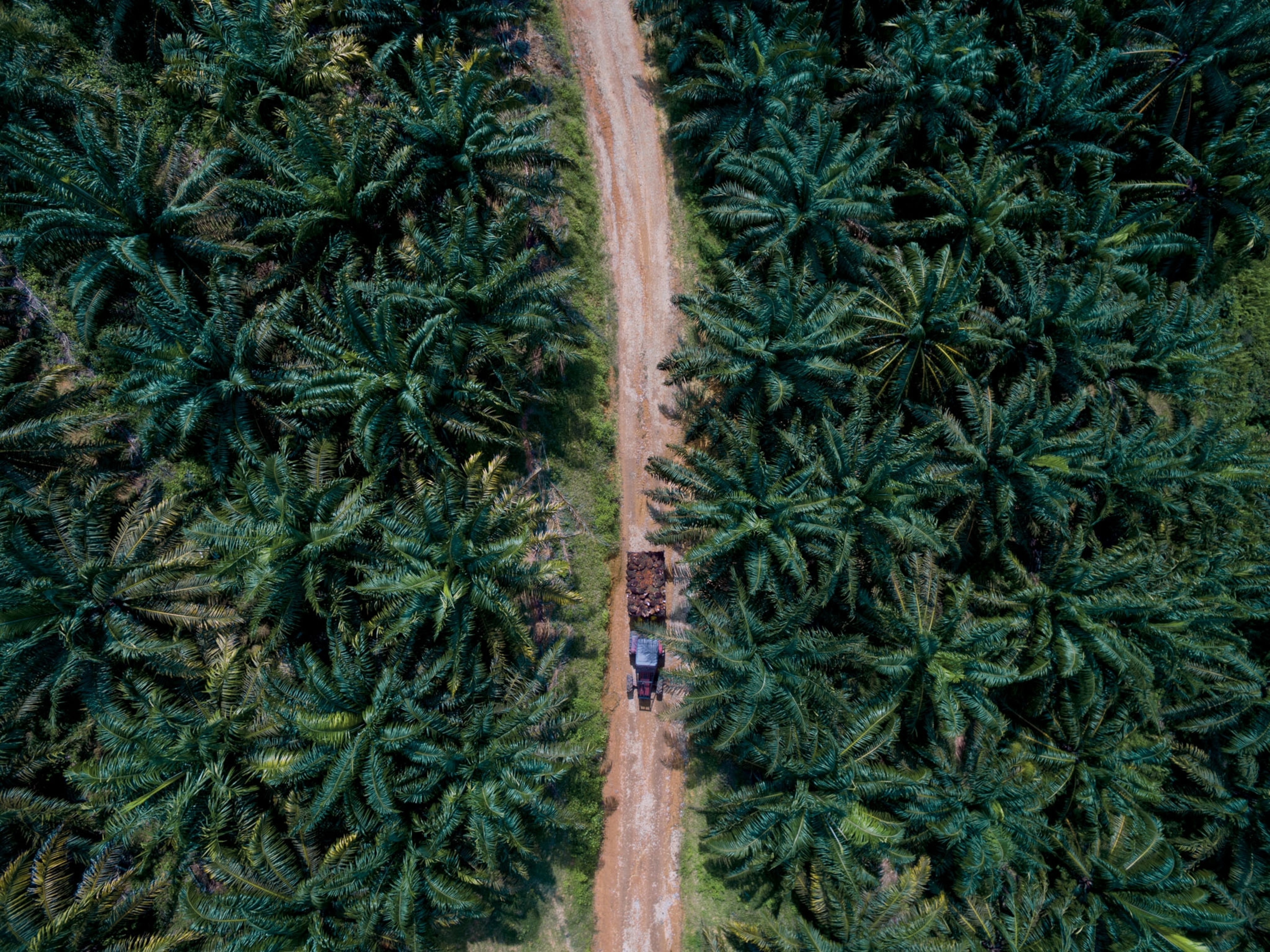 aerial view of a road through an oil palm plantation