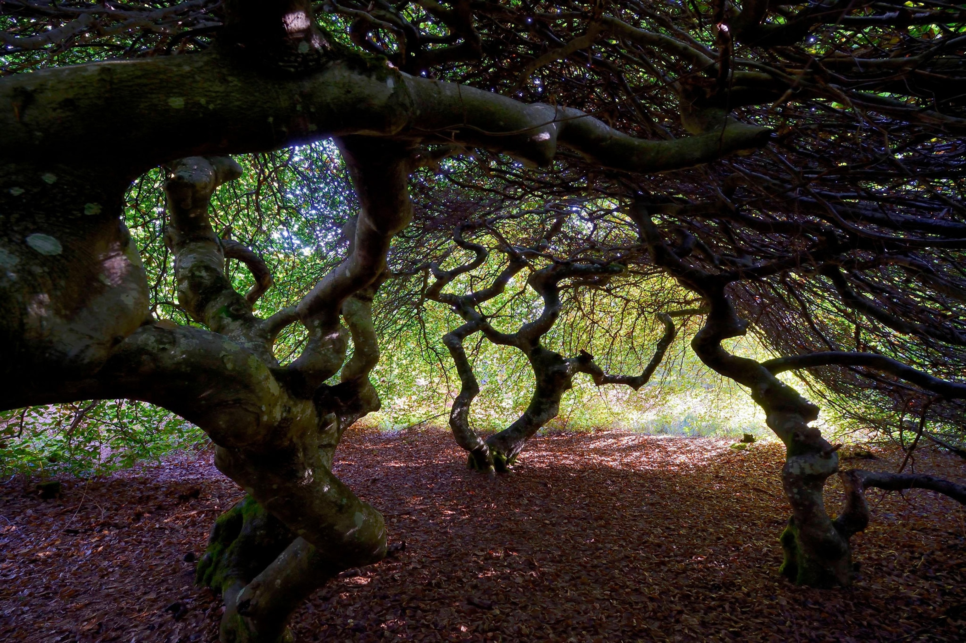 a beech tree