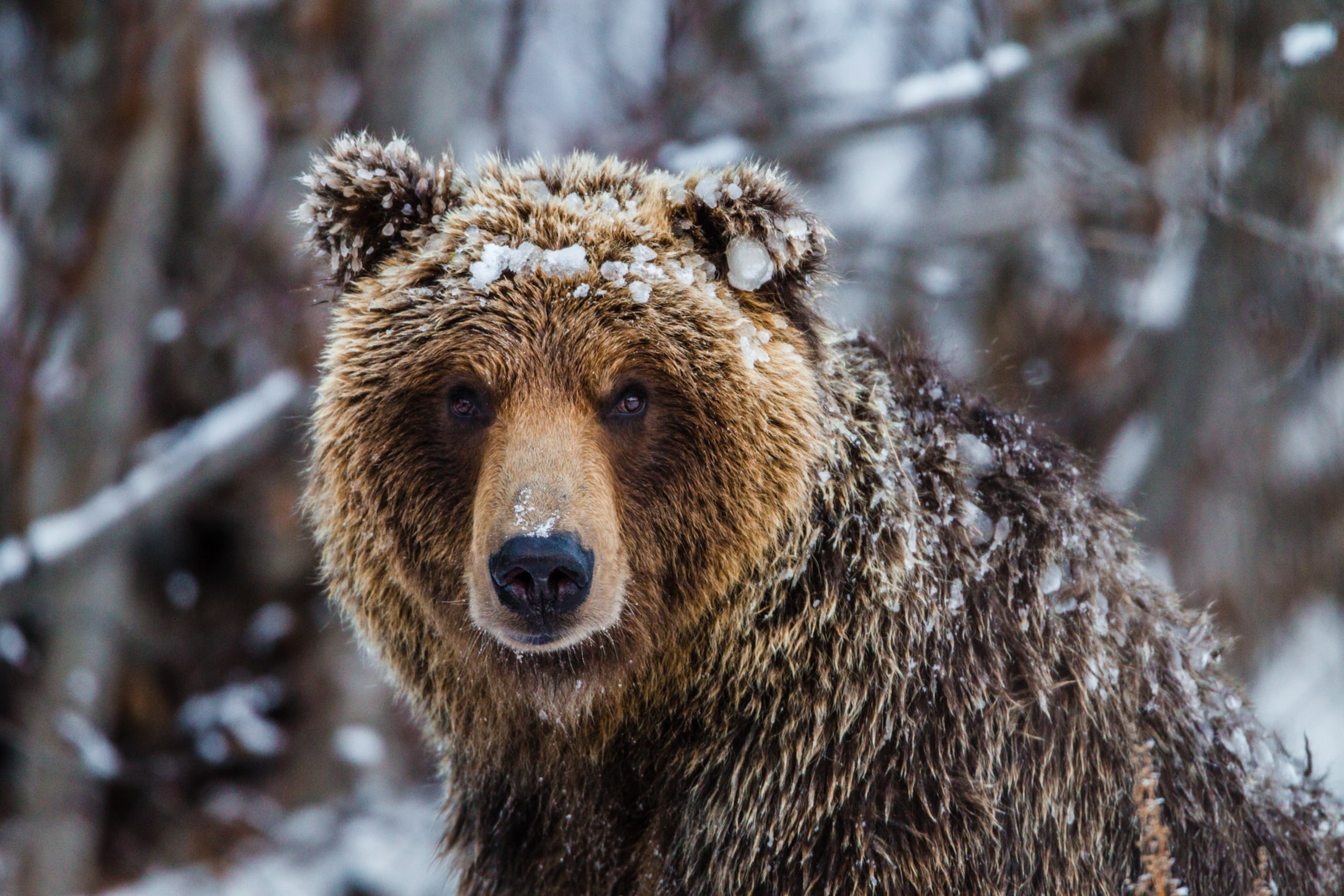 A close up of a grizzly Bear with little bits of snow on its body.