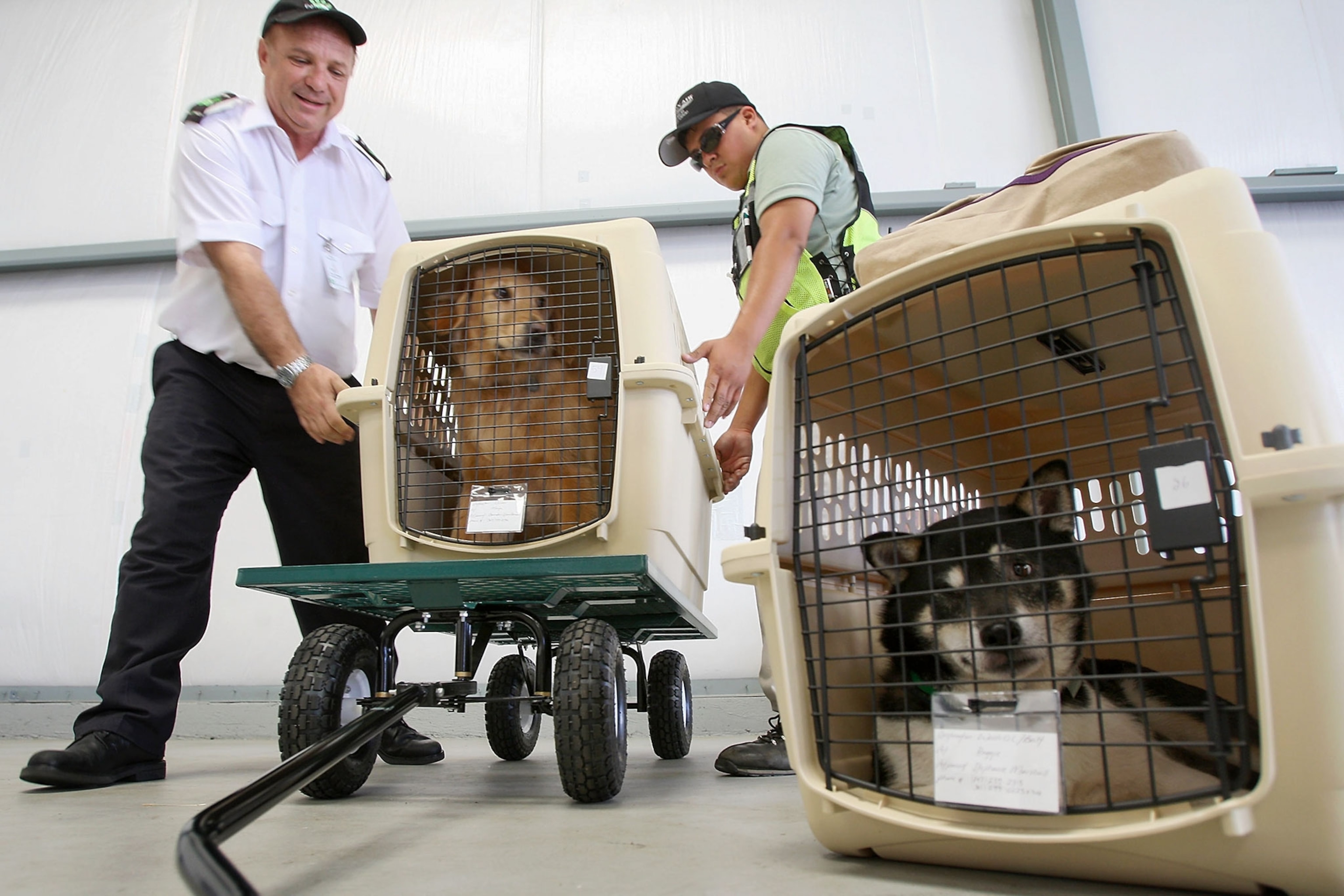 dogs at an airport
