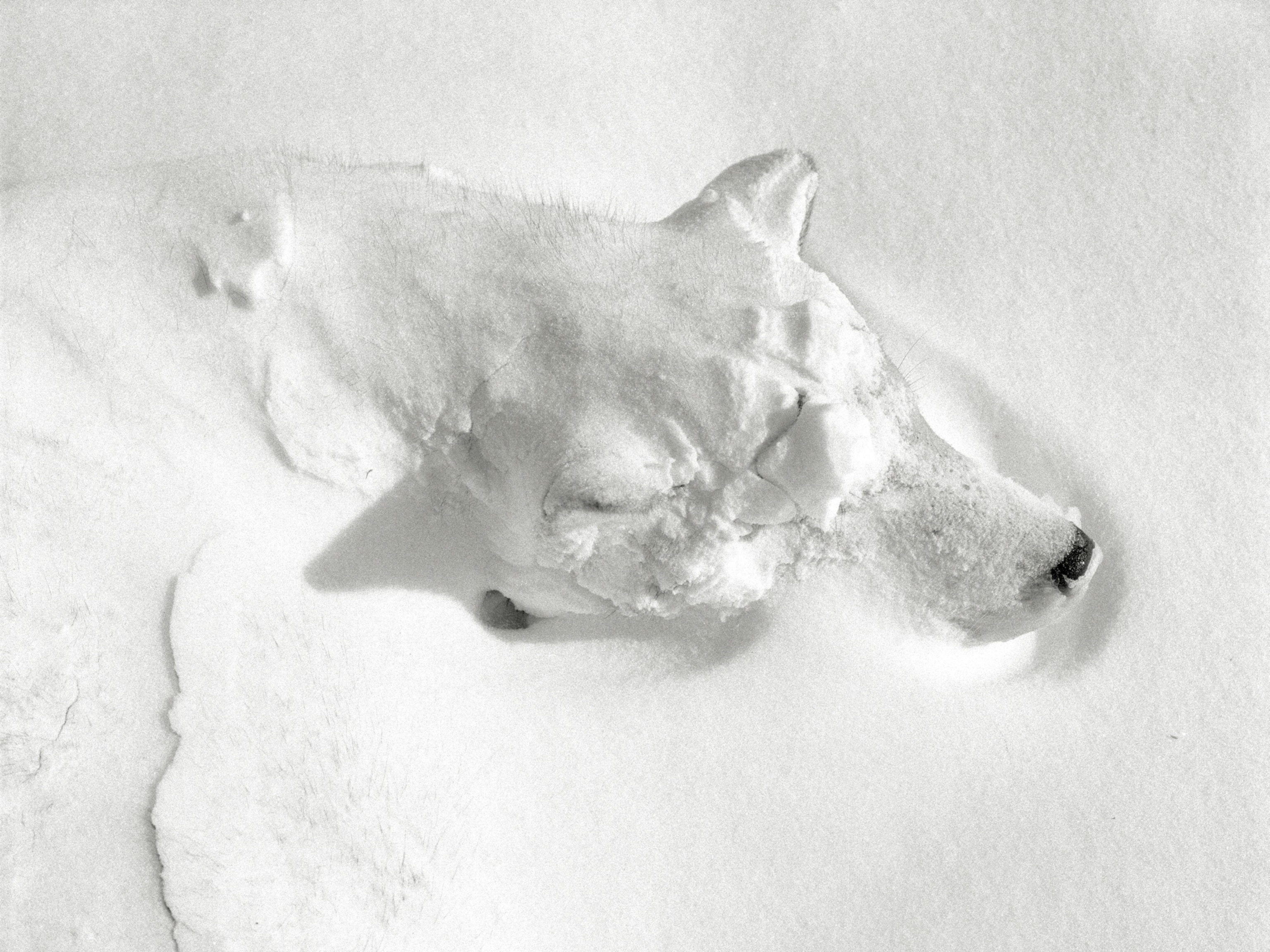 The head of a sled dog, whose body is covered in snow as it sleeps.