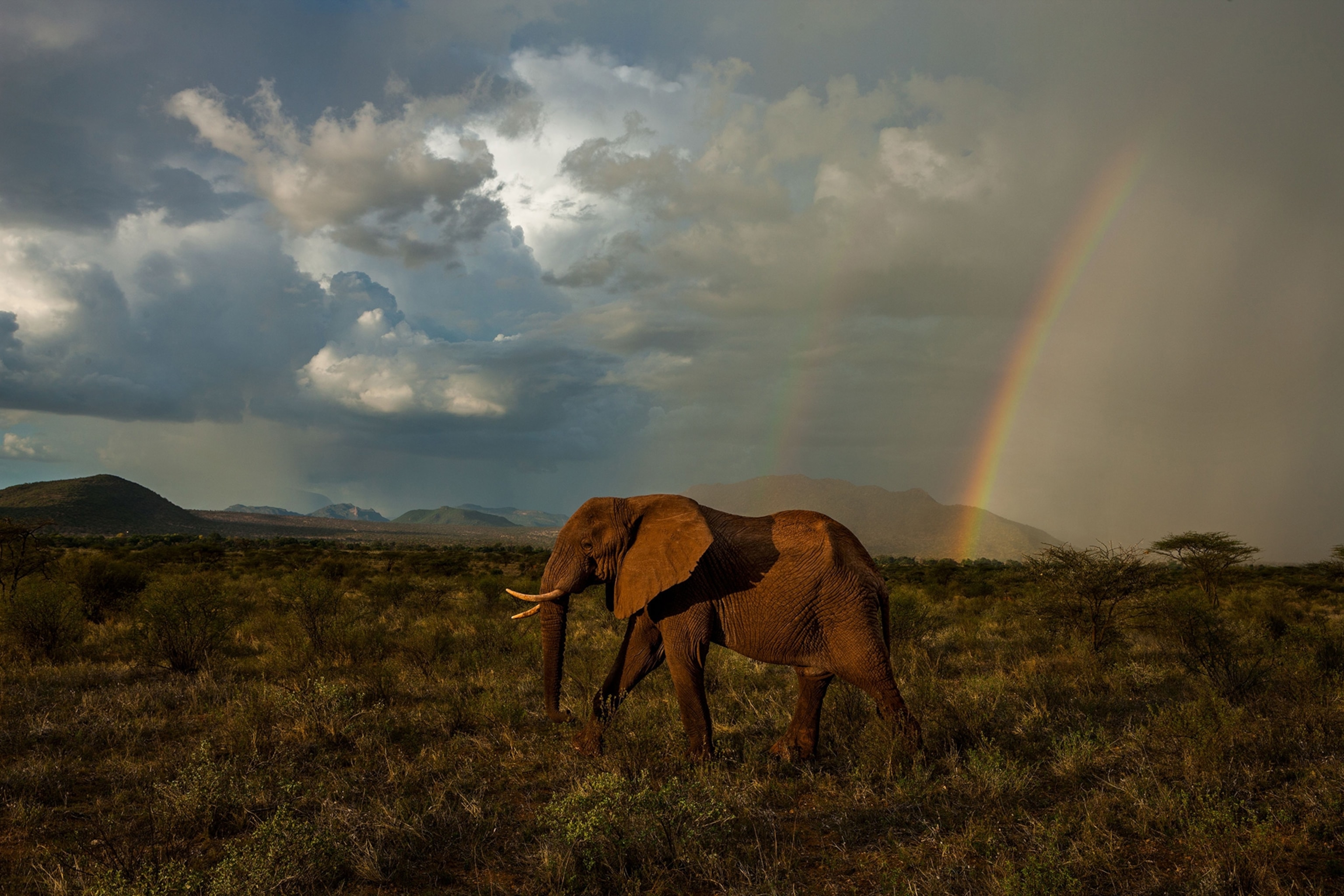 A profile view of an elephant walking under a dramatic sky and rainbow.