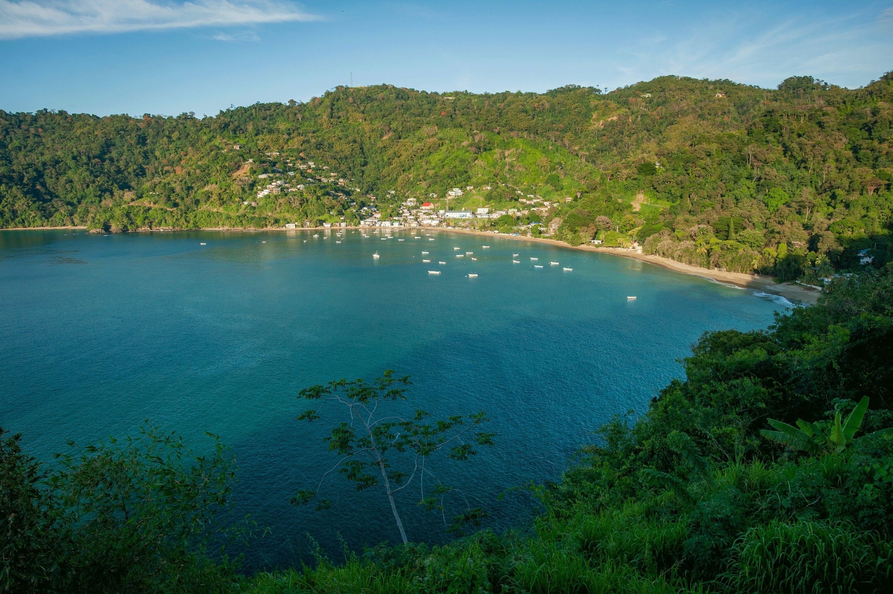 The rainforest meets the still water of a bay.
