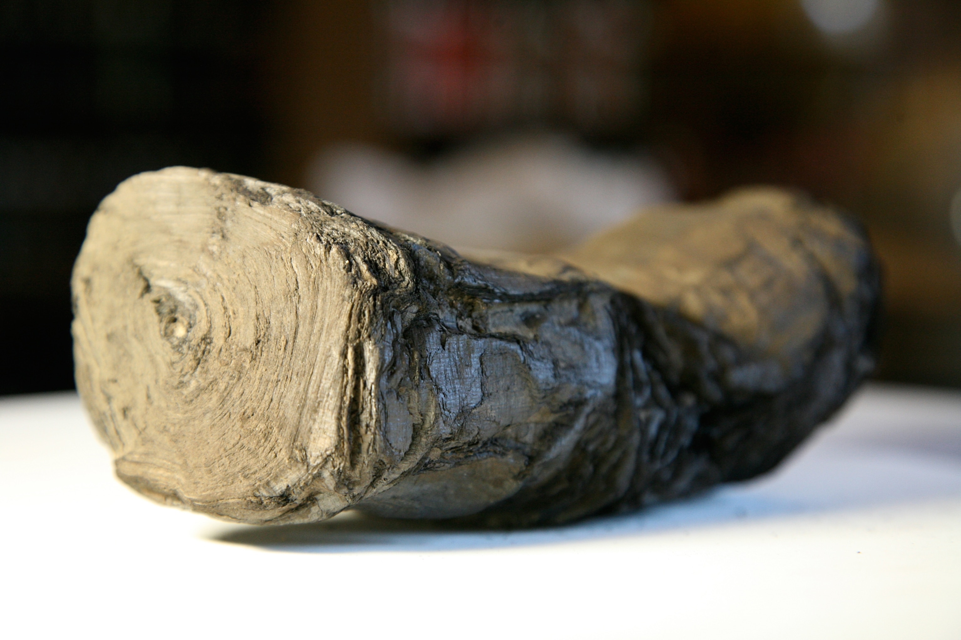This papyrus scroll survived the volcanic destruction of the Roman town of Herculaneum in 79 AD. The scroll, about 3,000 years old, is kept at a museum in Paris, France. (Photo courtesy Brent Seales /Lexington Herald-Leader/MCT)