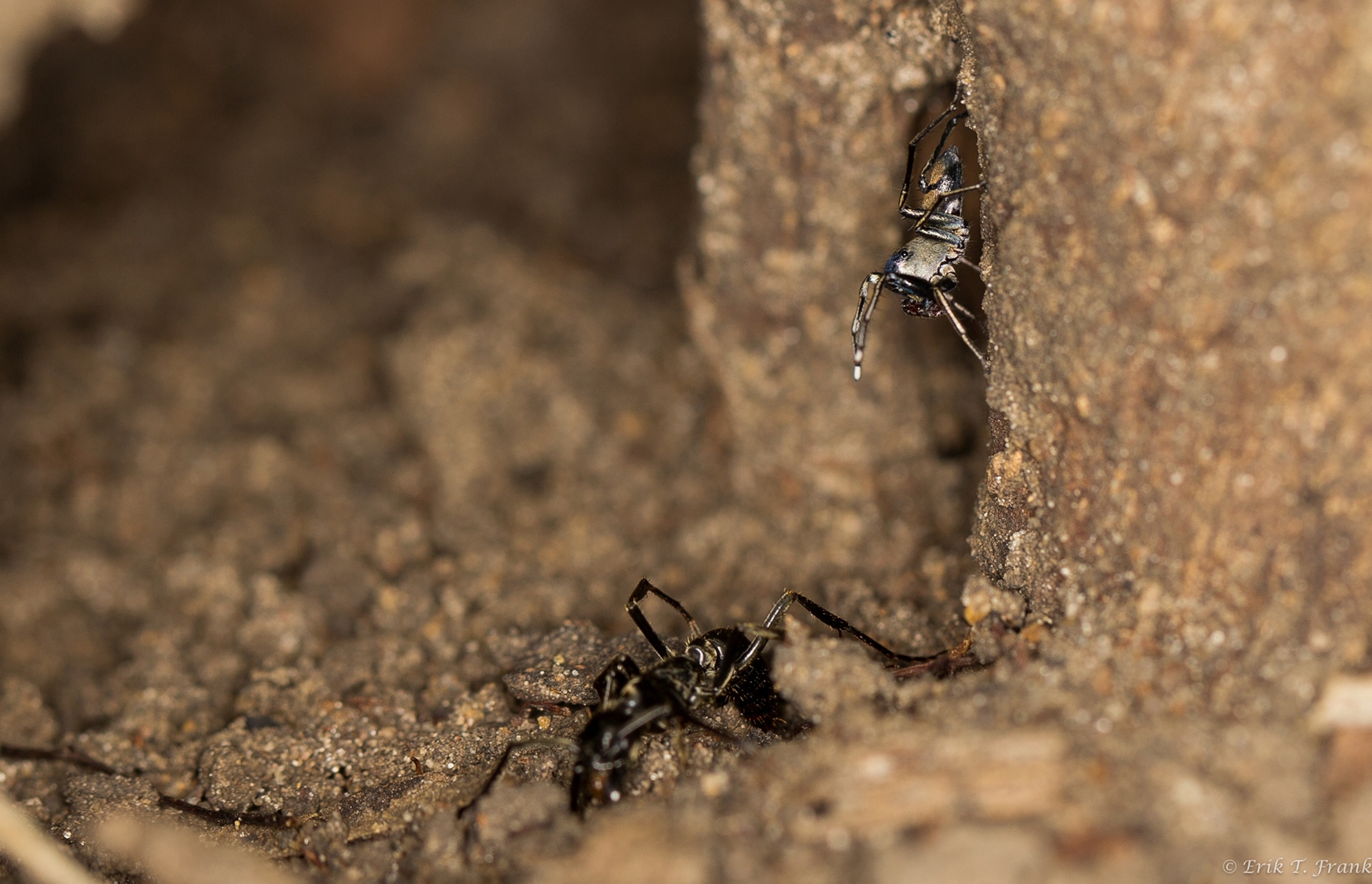 spider above an ant