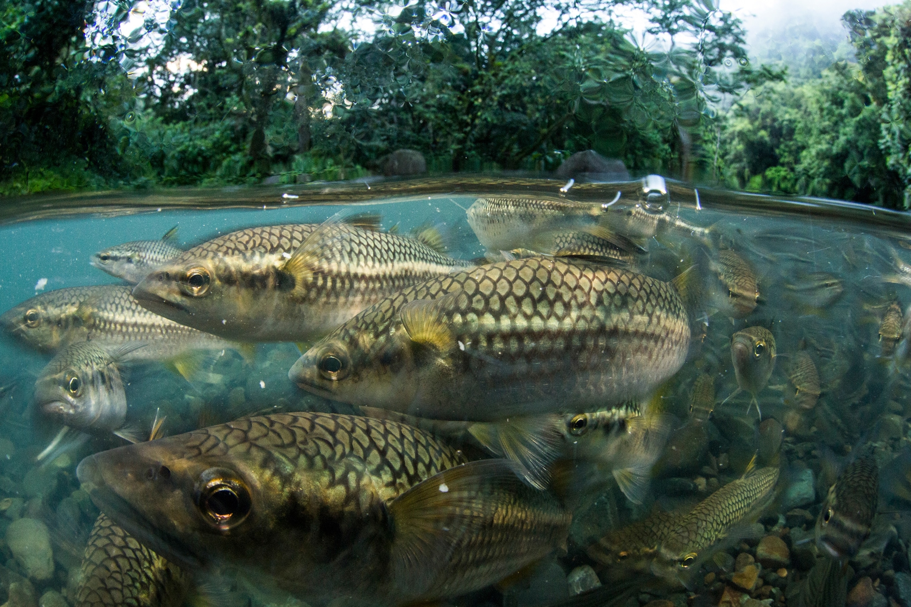 mountain mullet