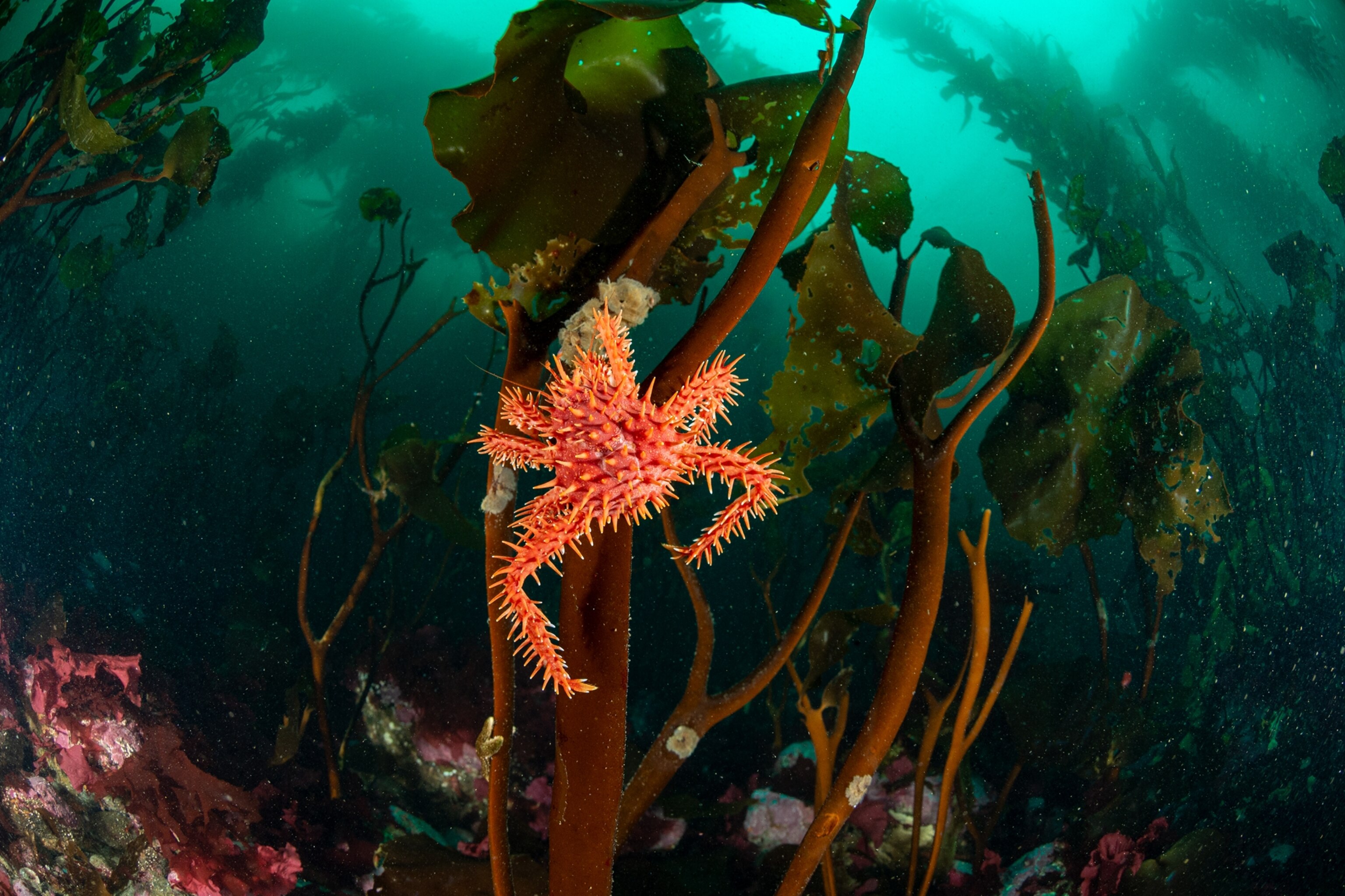 orange crab.
