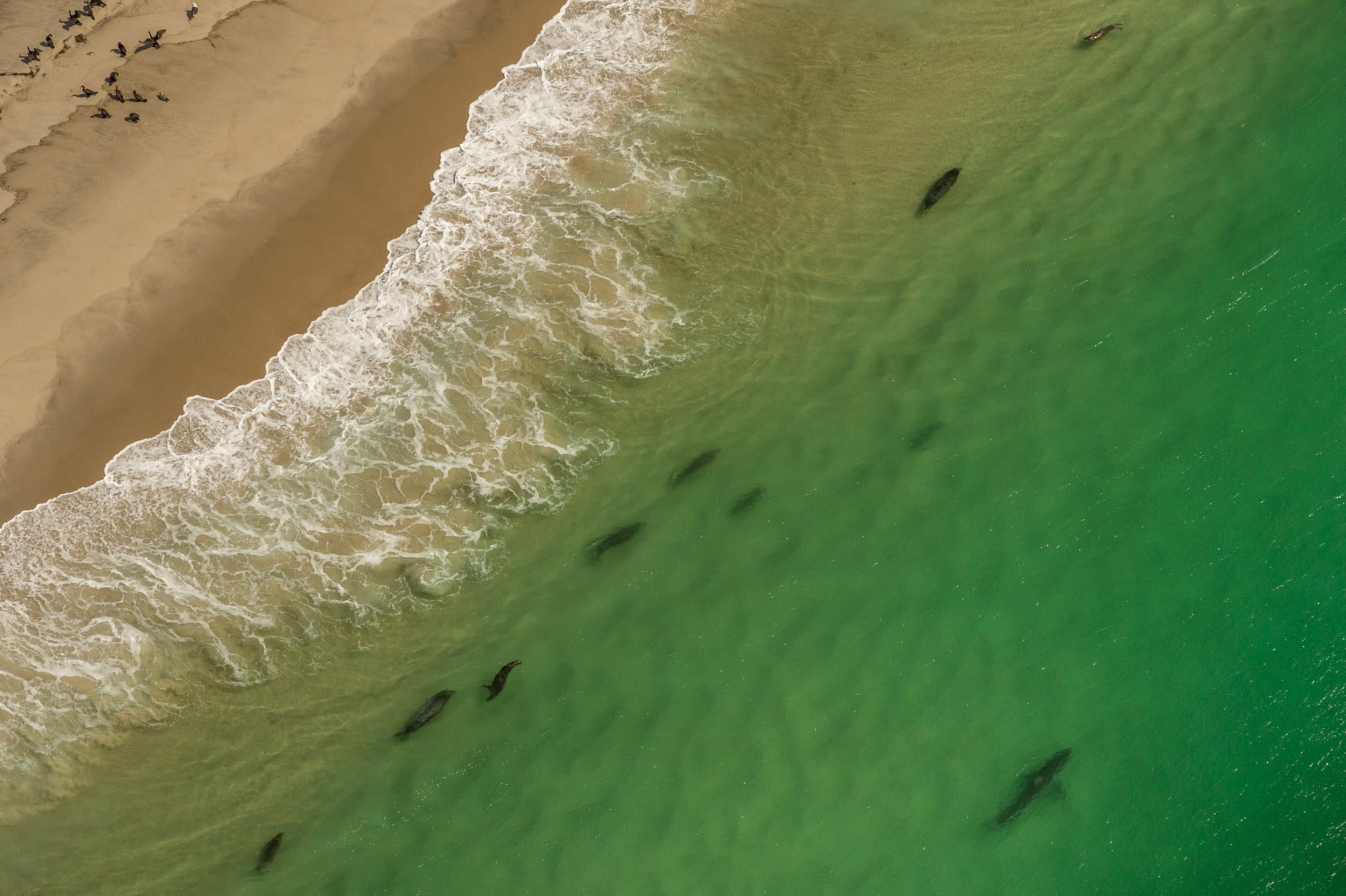 A shark swims in shallow waters as seals stay close to shore.