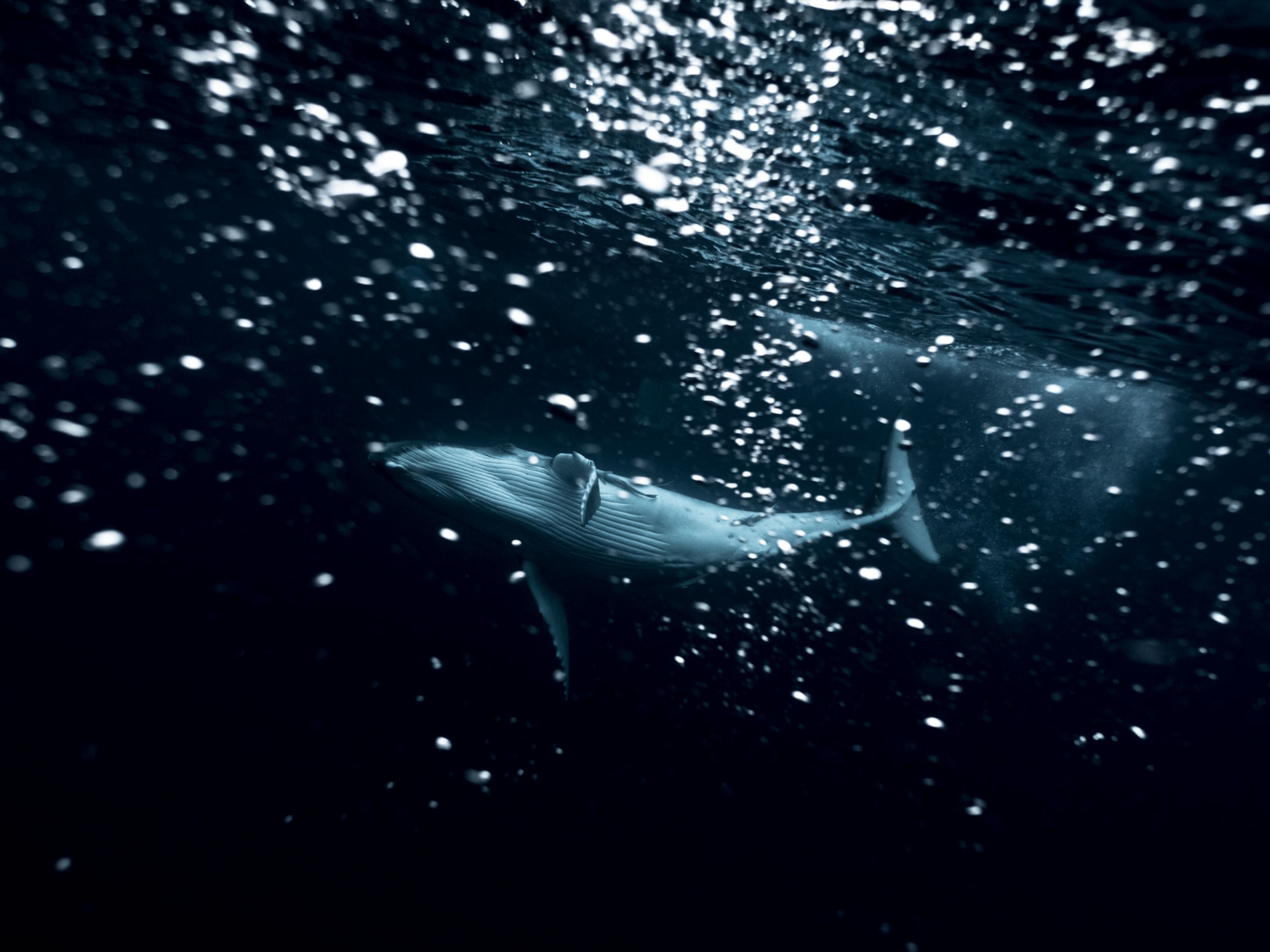 a humpback whale calf