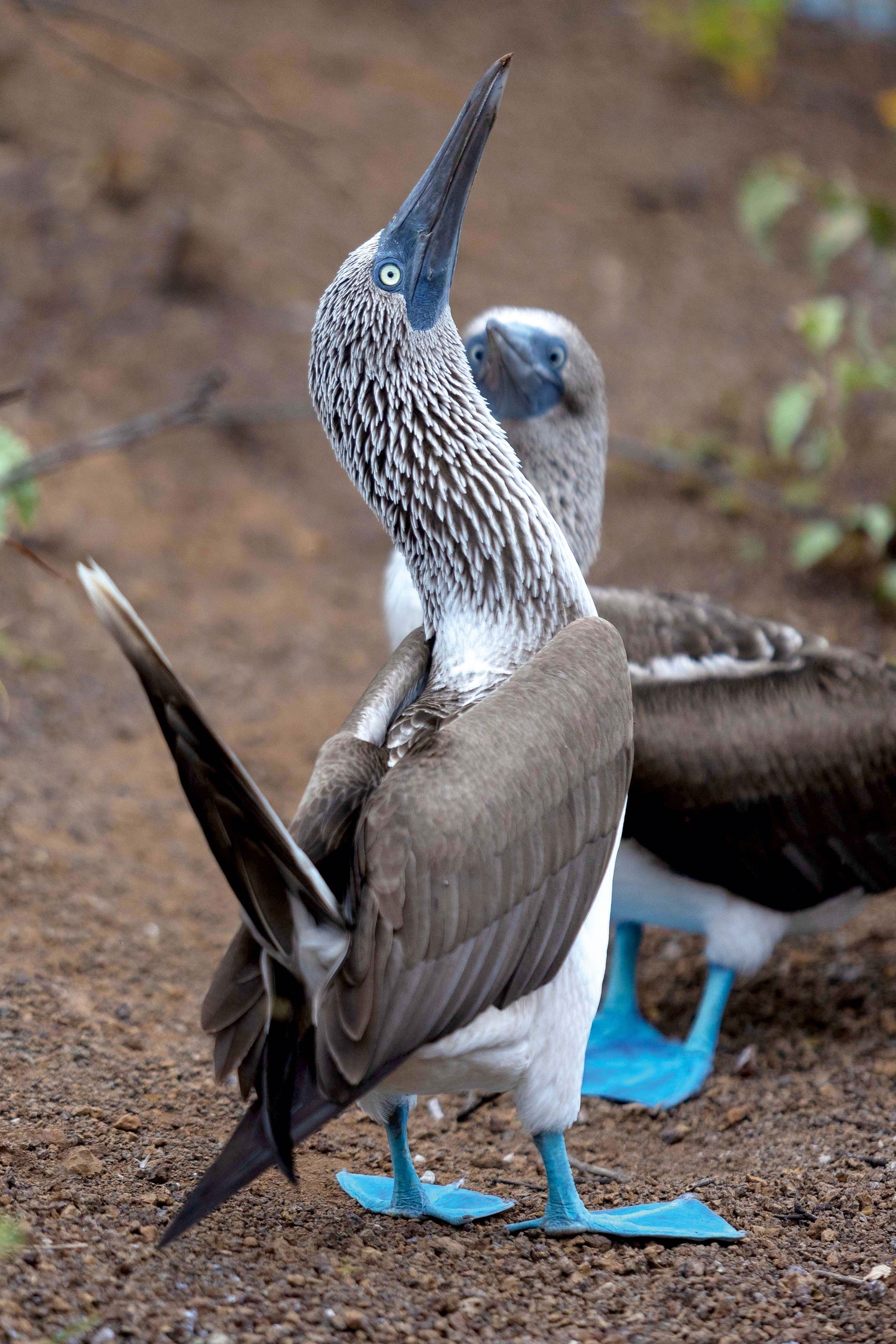 a pair of blue footed black and white birds