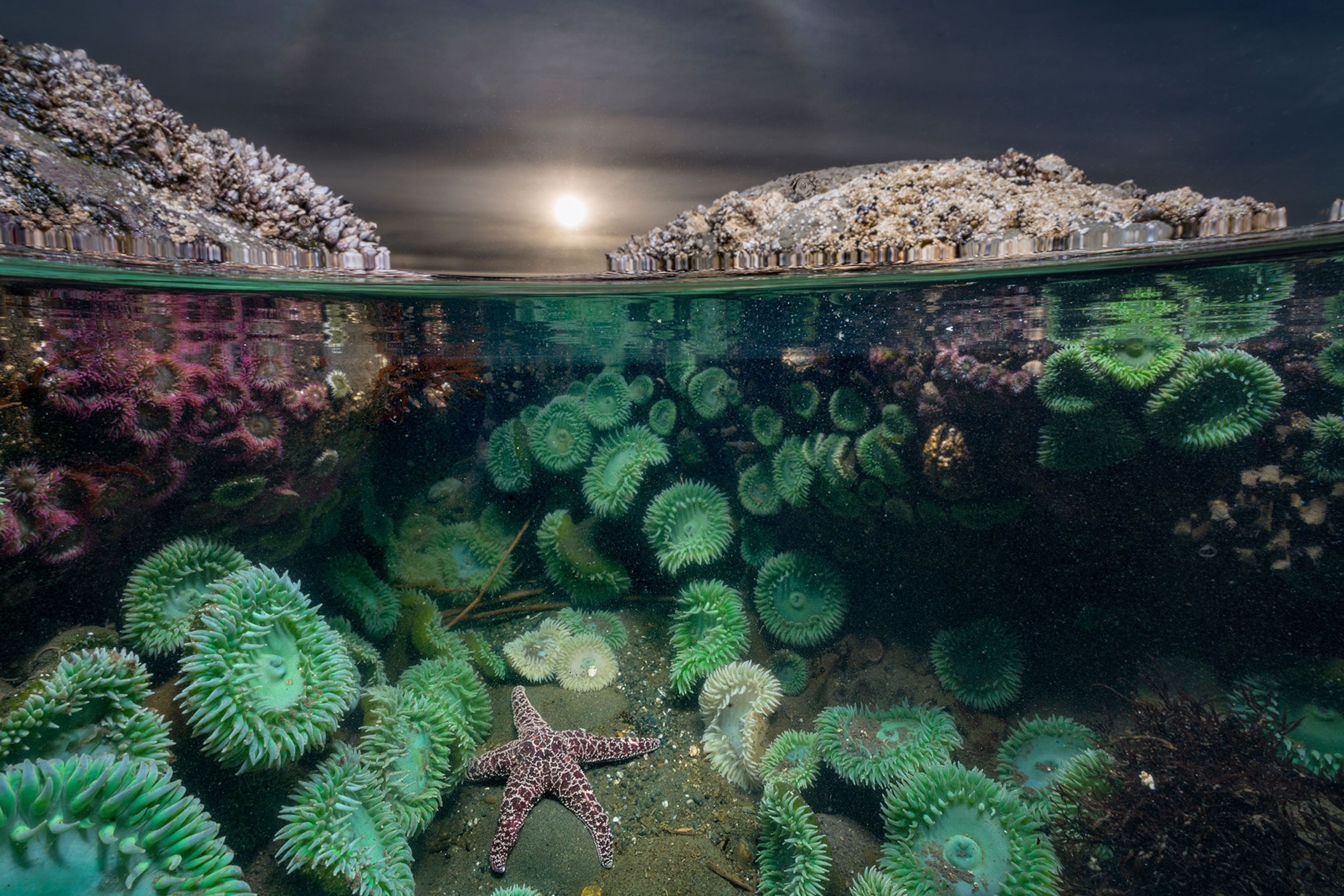 A lone ocher sea star feeds on mussels and barnacles in an underwater photo in Olympic National Park