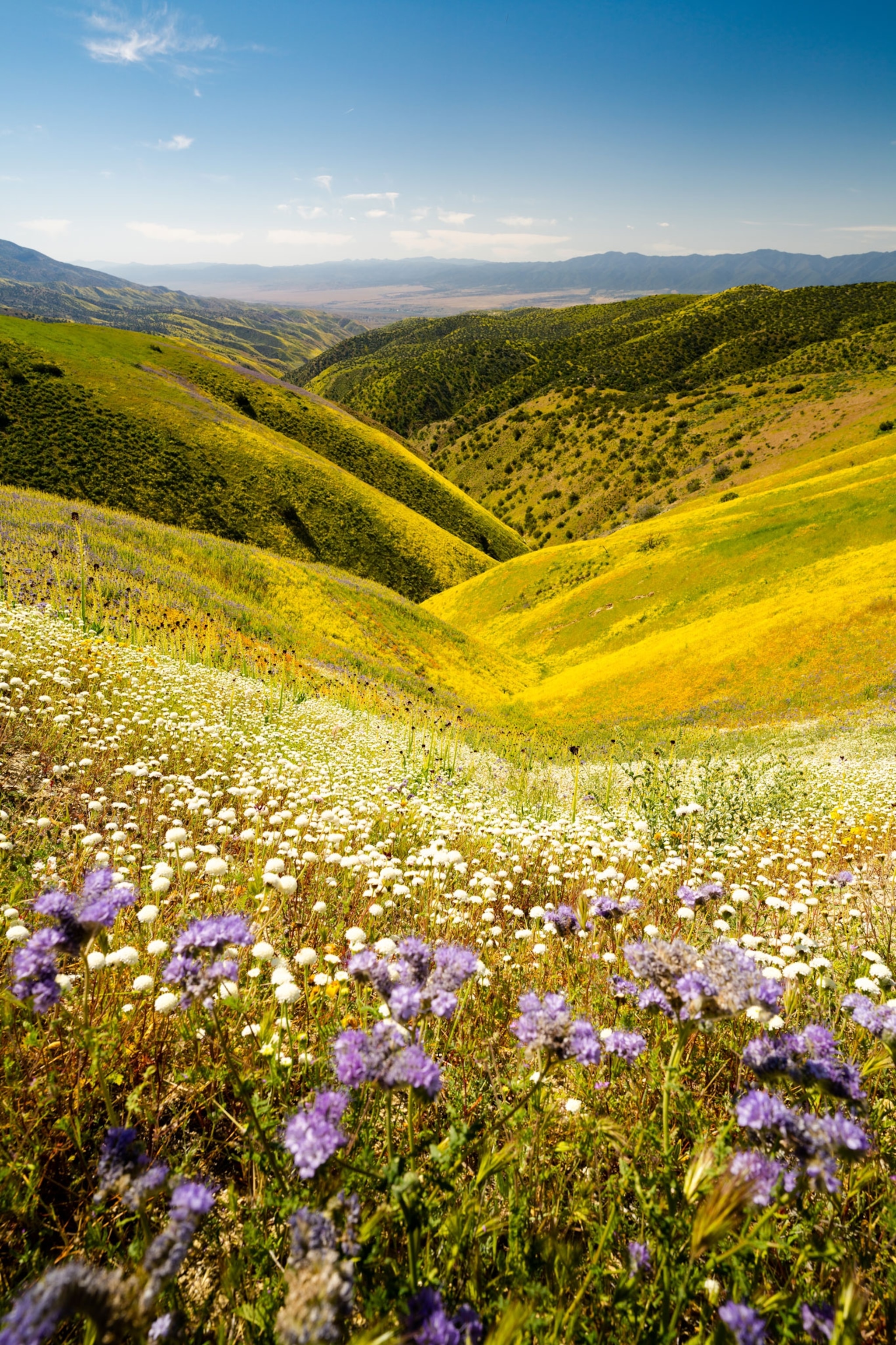 Hillside daisies, purple phacelias and California poppies on the mountain side