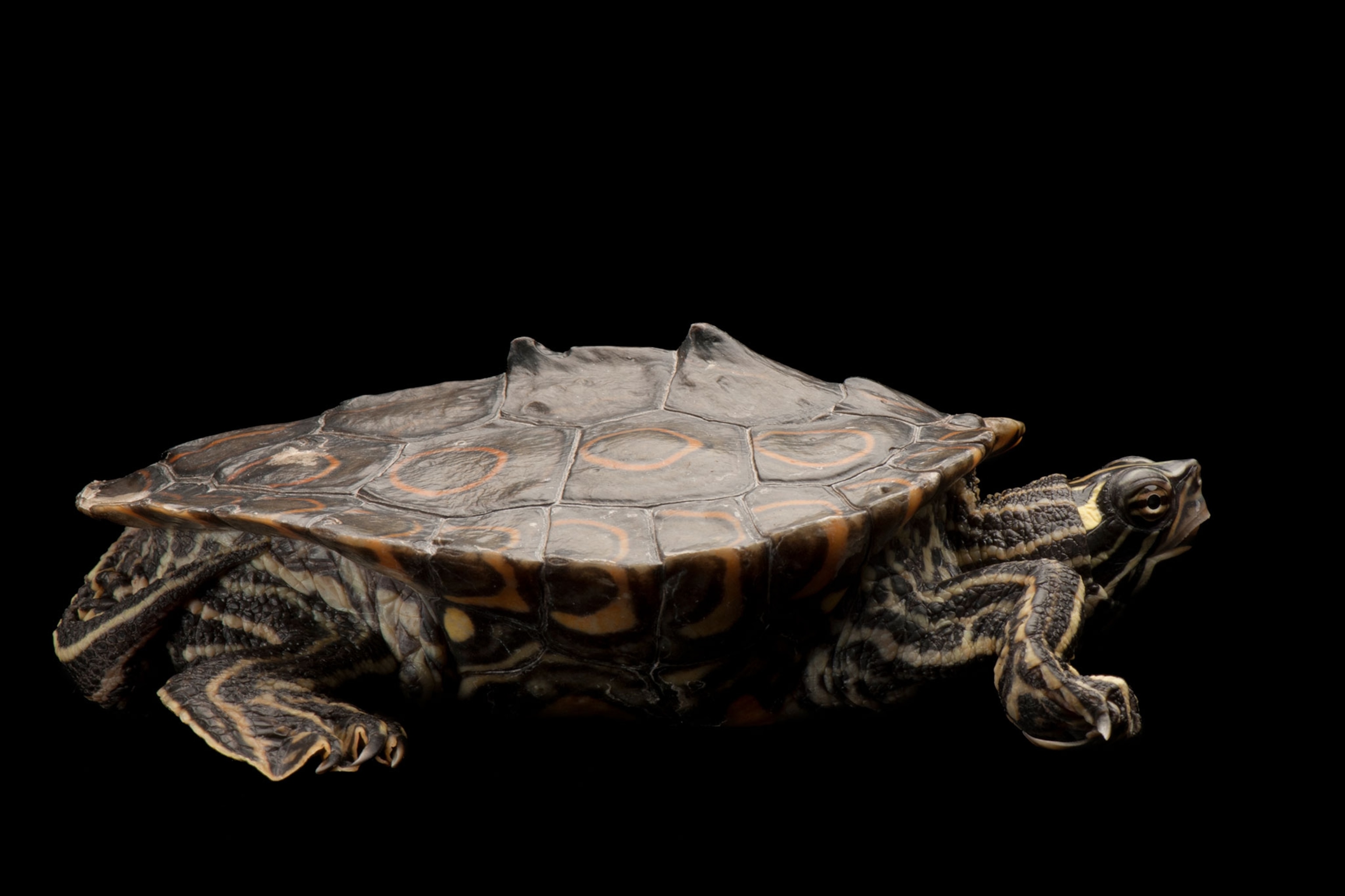 a ringed map turtle