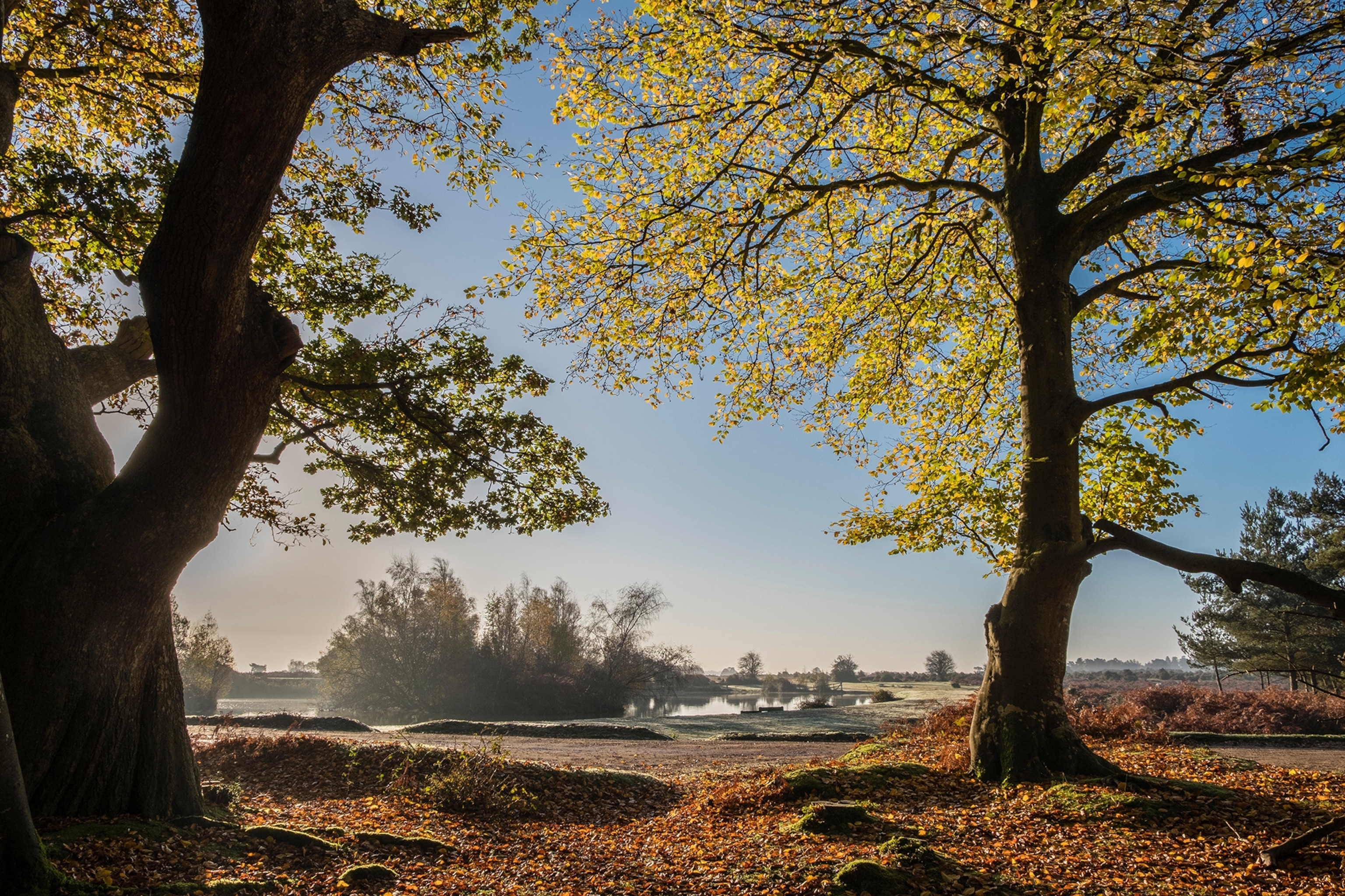 Backlit beech trees show autumn colours of the tree leaves overlooking a small lake