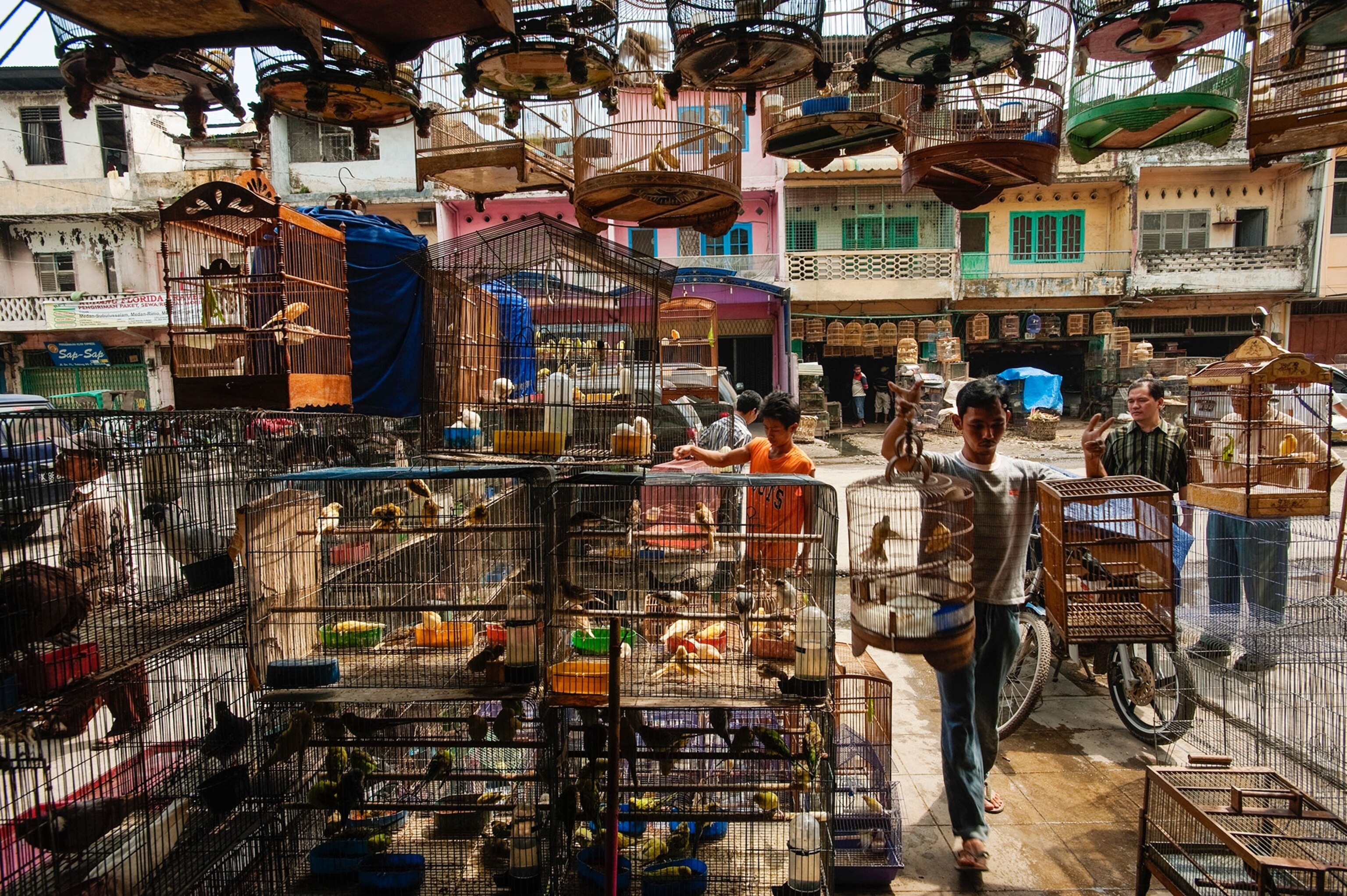 a bird market in Indonesia