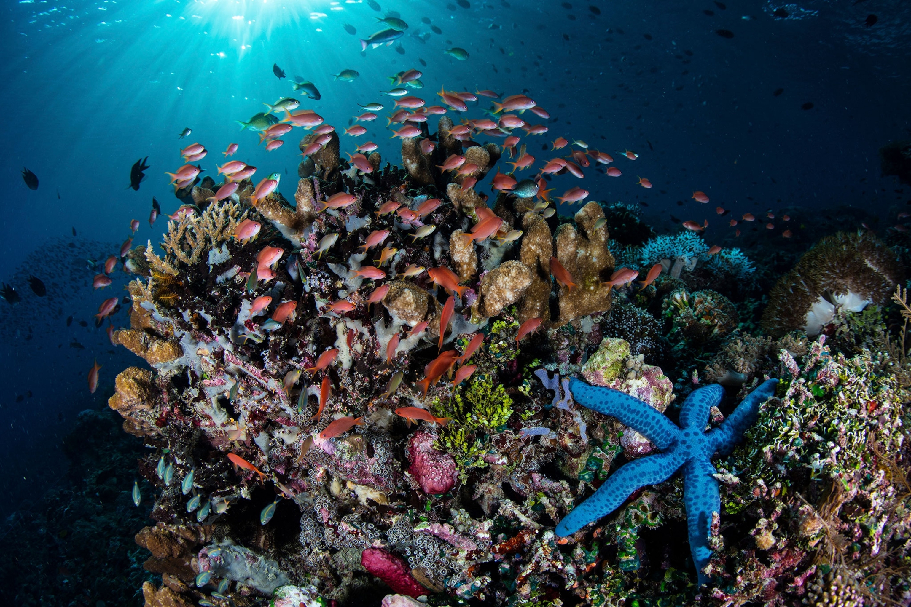 a reef