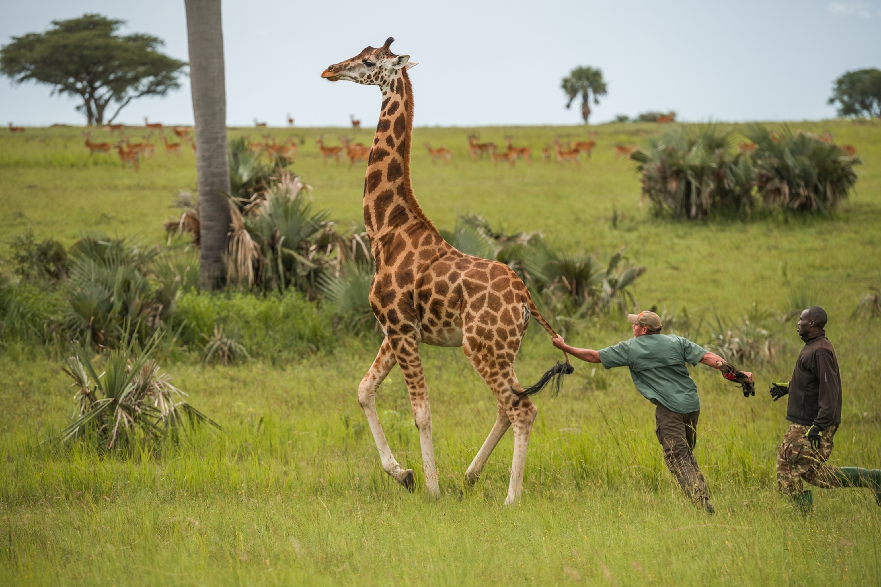 a conservationist grabbing a sedated giraffe to relocate it