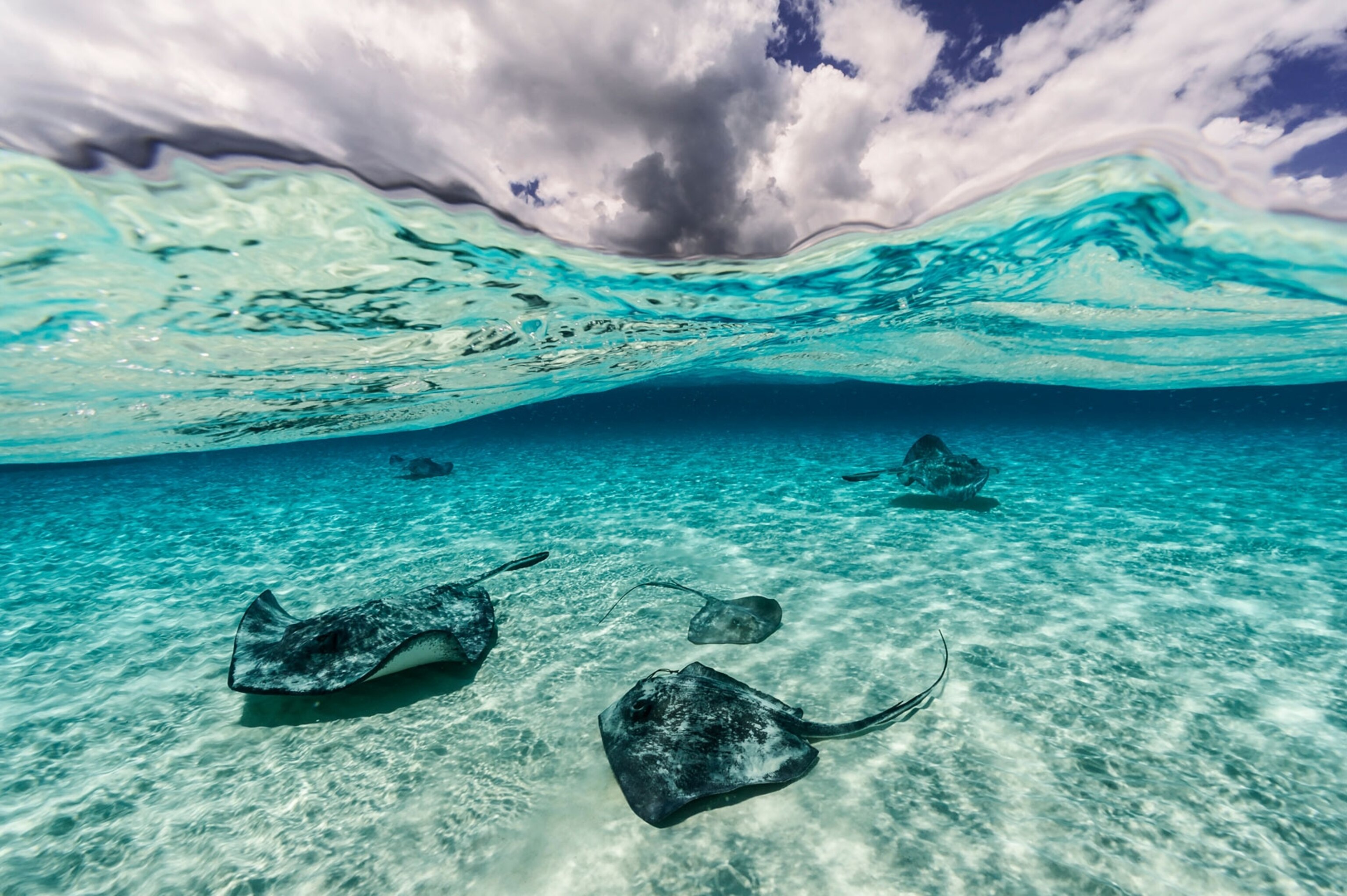 stingrays swimming underwater in Grand Cayman