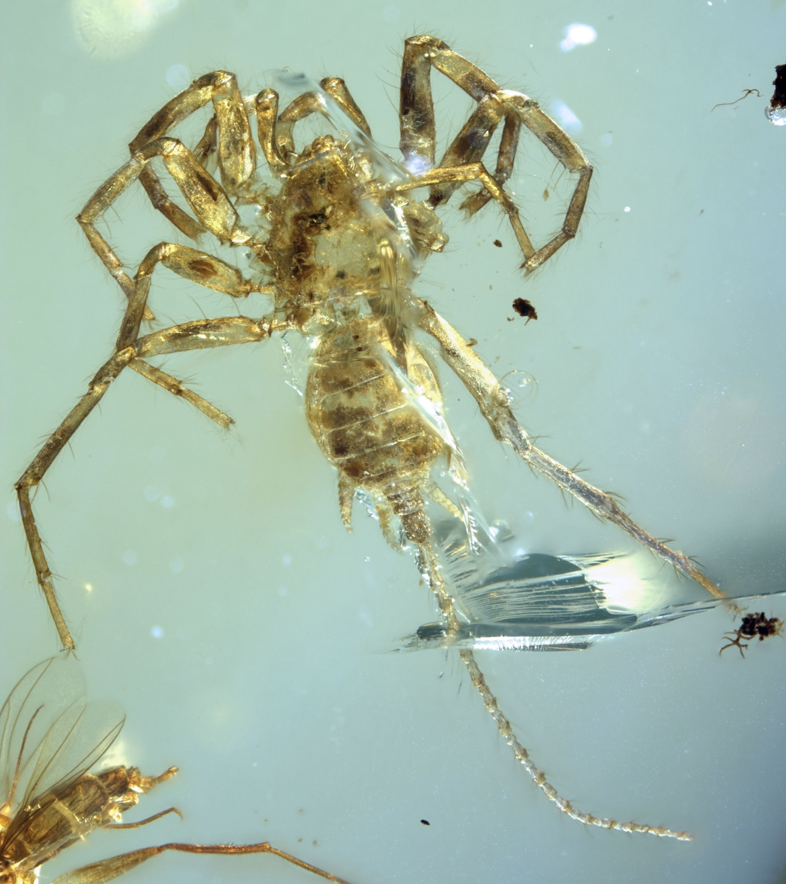 a Chimerarachne yingi specimen