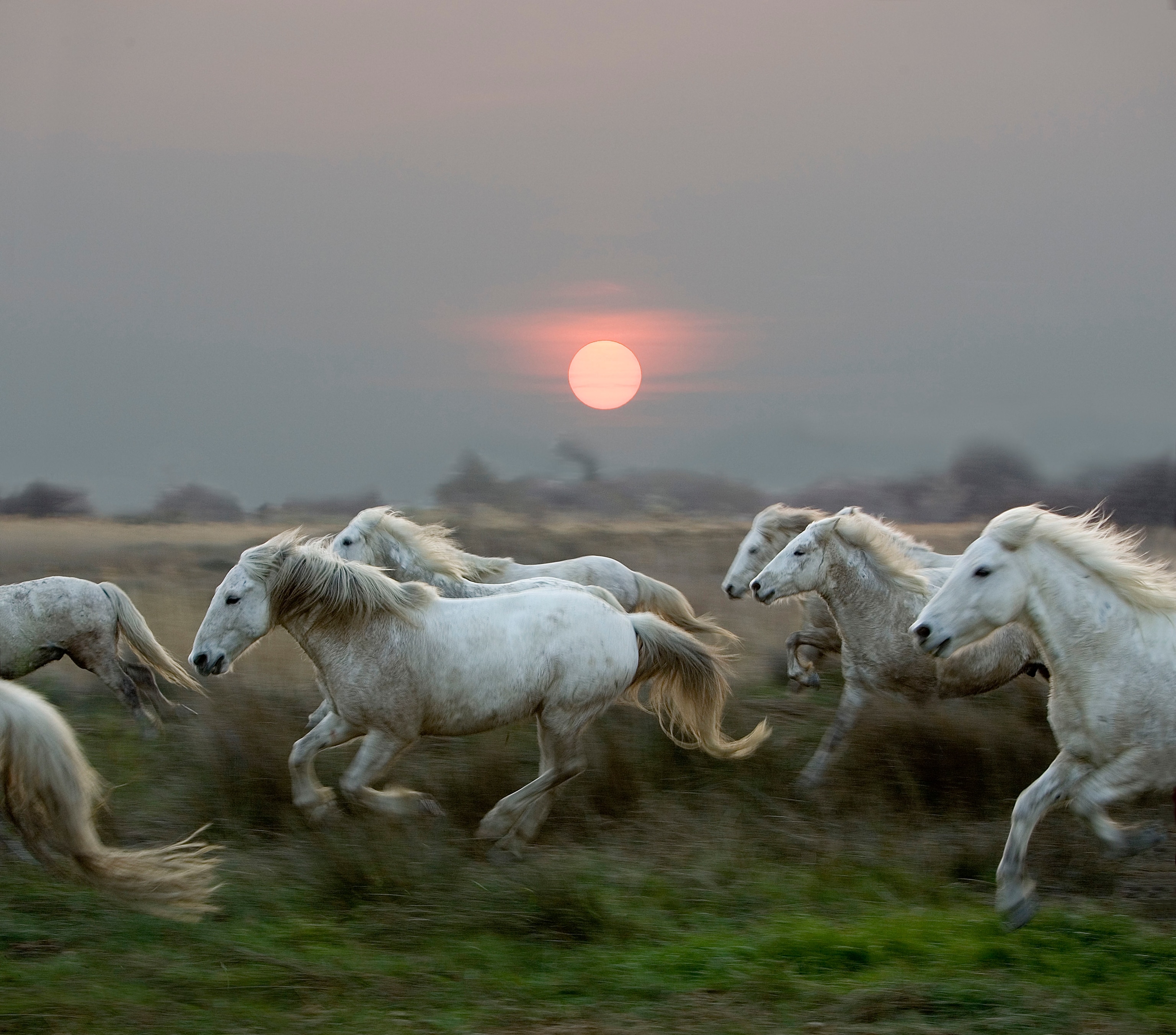 Herd of white horses galloping in a grassy field at sunset