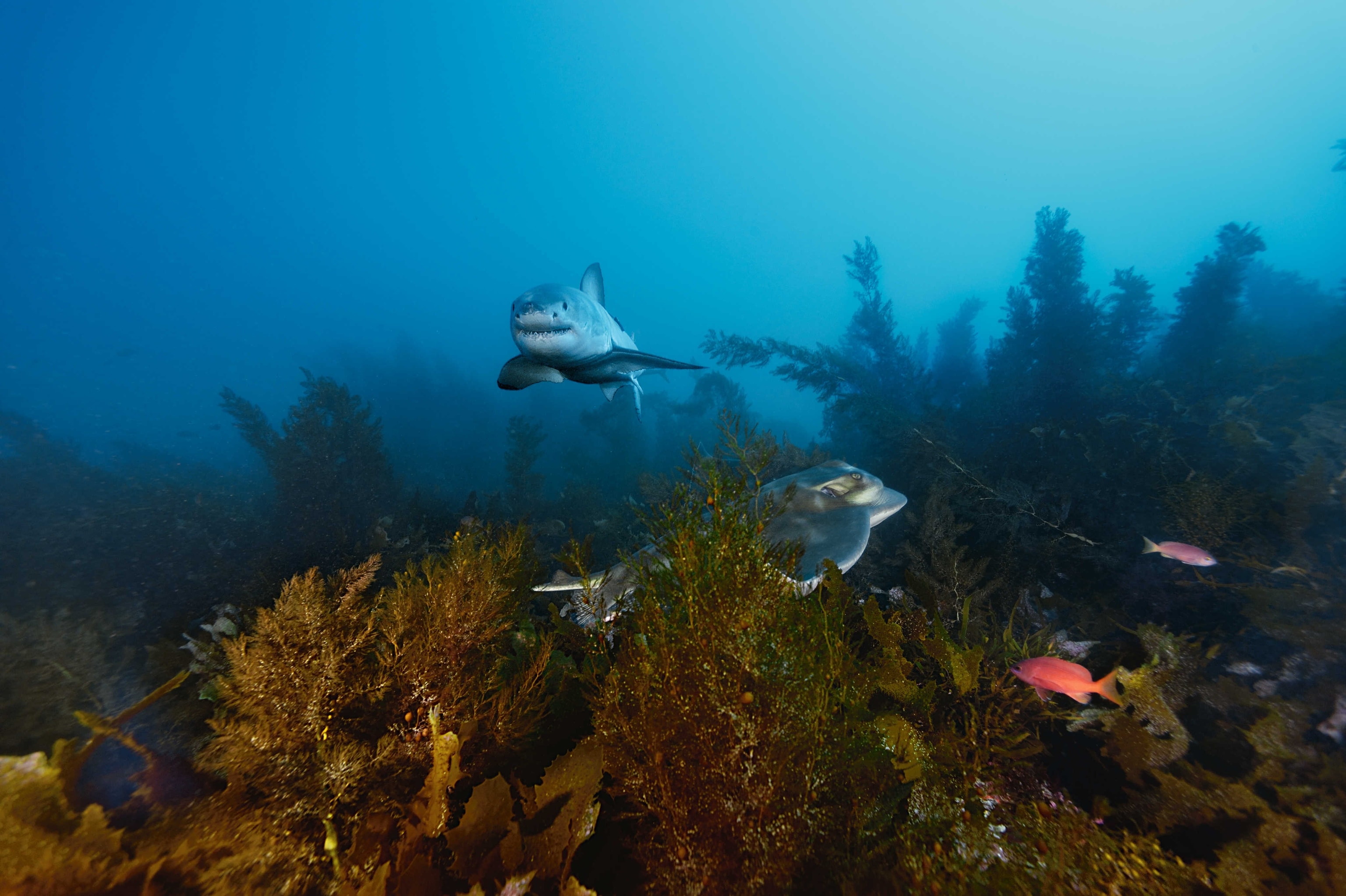 a great white shark swimming past a manta ray off Australia's Neptune Islands