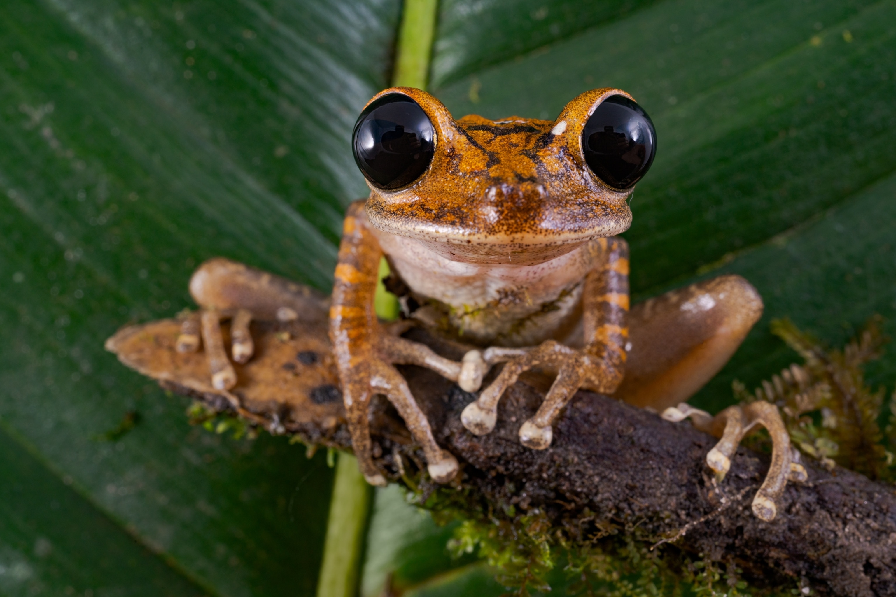 Picture of frog with large black eyes.
