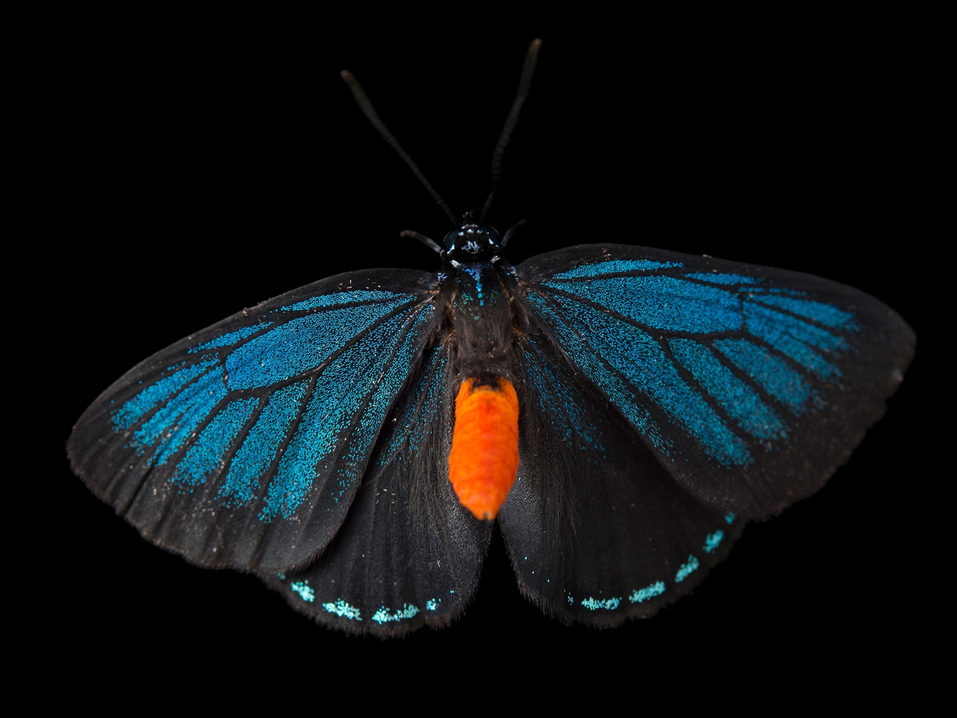 an atala butterfly