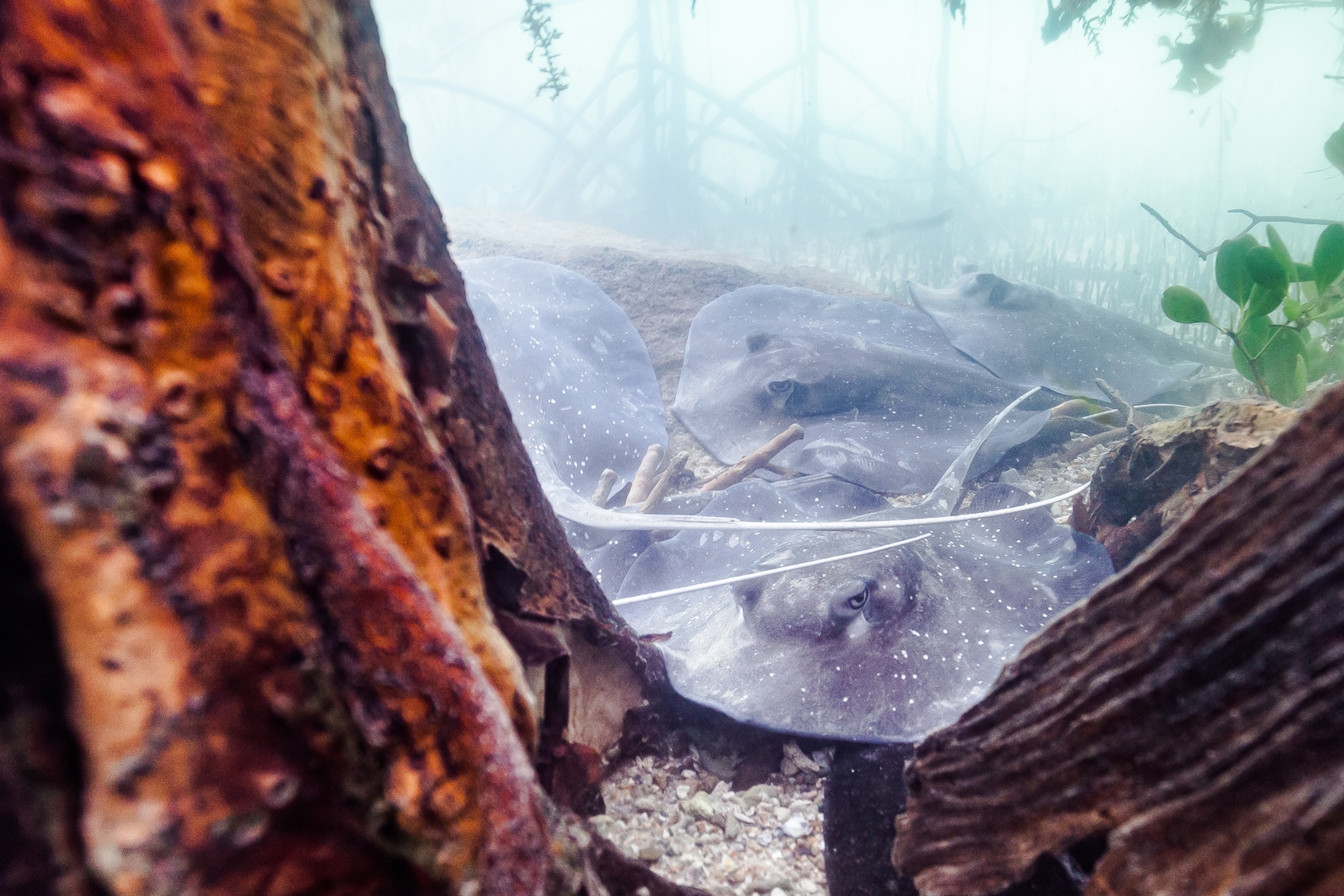 Picture of a group of juvenile Mangrove Whiprays resting amongst the underwater roots of mangroves.